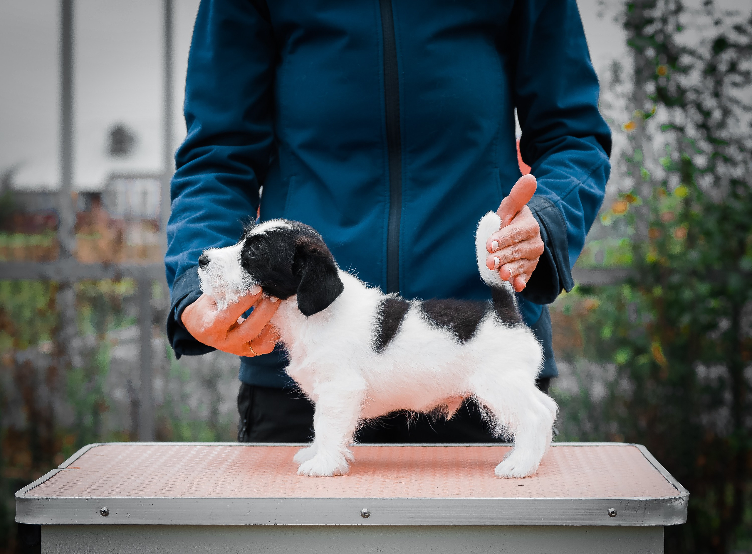 X_КОБЛ_4_БЕЛ_ЧЕРН. CANE MAESTRO — kennel Jack Russell Terrier