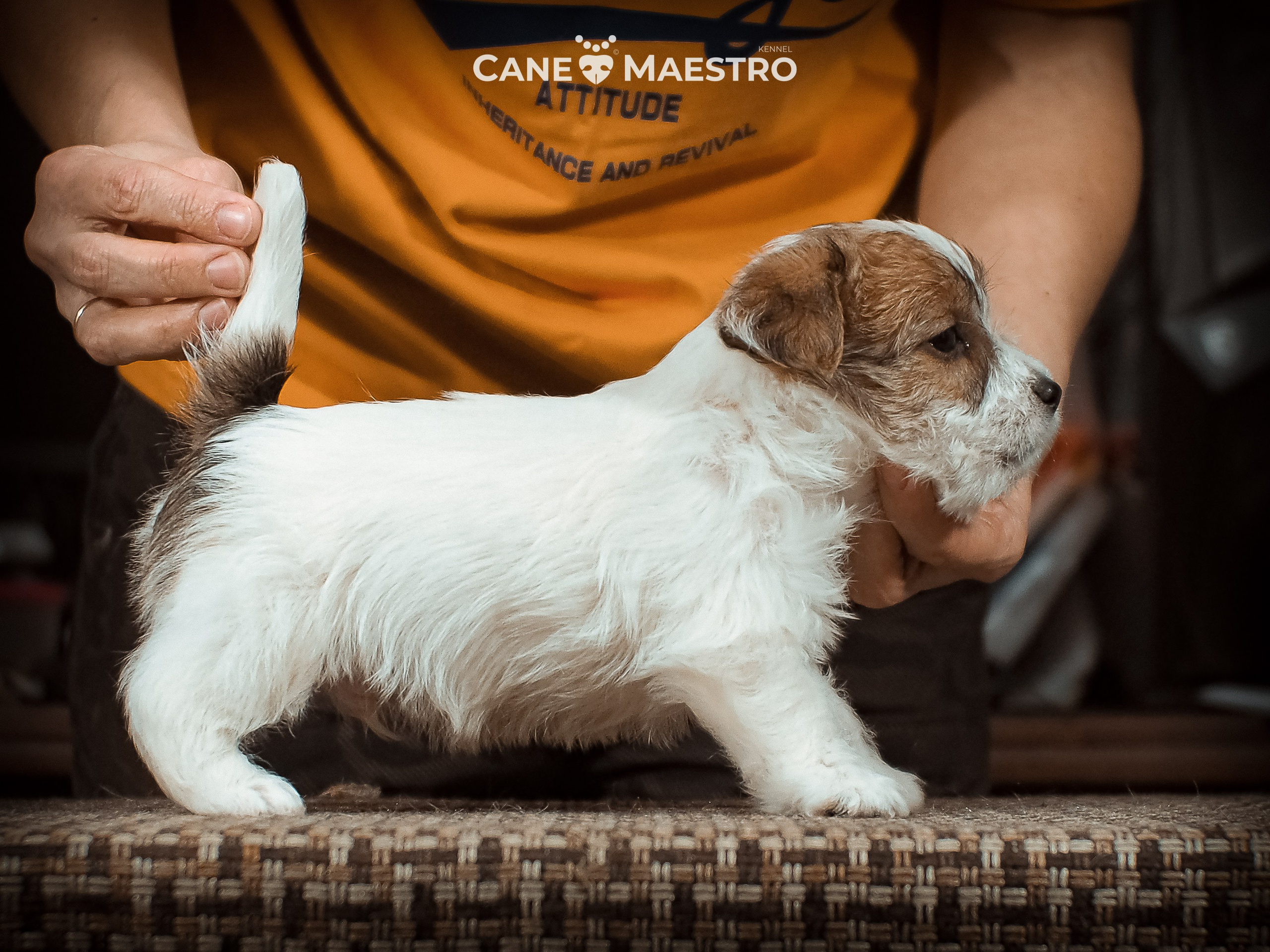 КОБ_2_Б_21_01_25. CANE MAESTRO — kennel Jack Russell Terrier