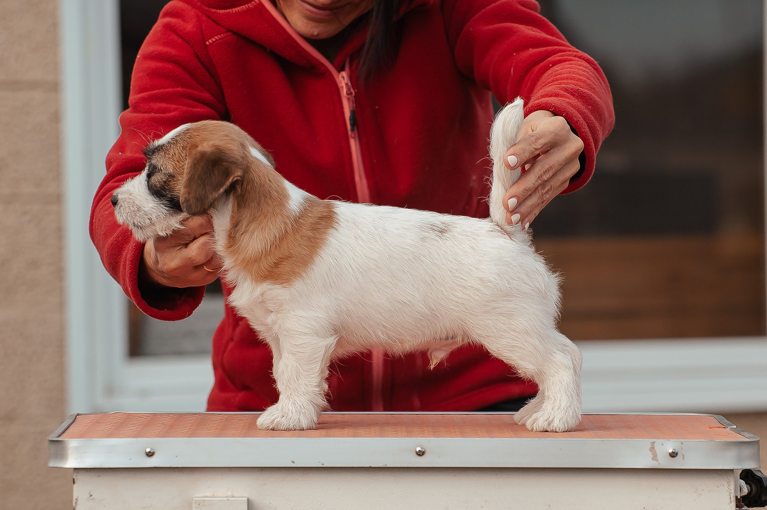 X_MAL_3_БРЫЖ. CANE MAESTRO — kennel Jack Russell Terrier