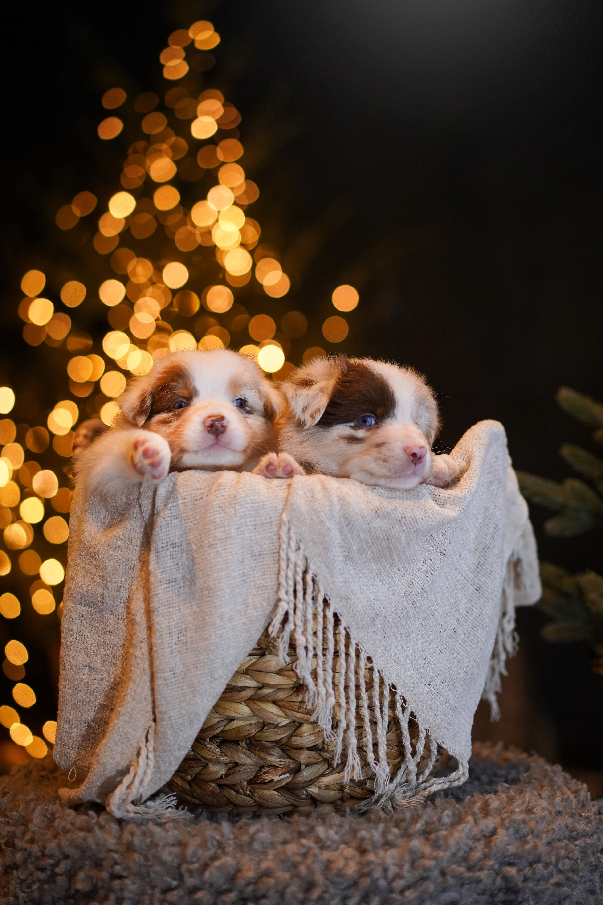 Щенки австралийской овчарки. Фотограф-анималист в Санкт-Петербурге Яна Мартынова