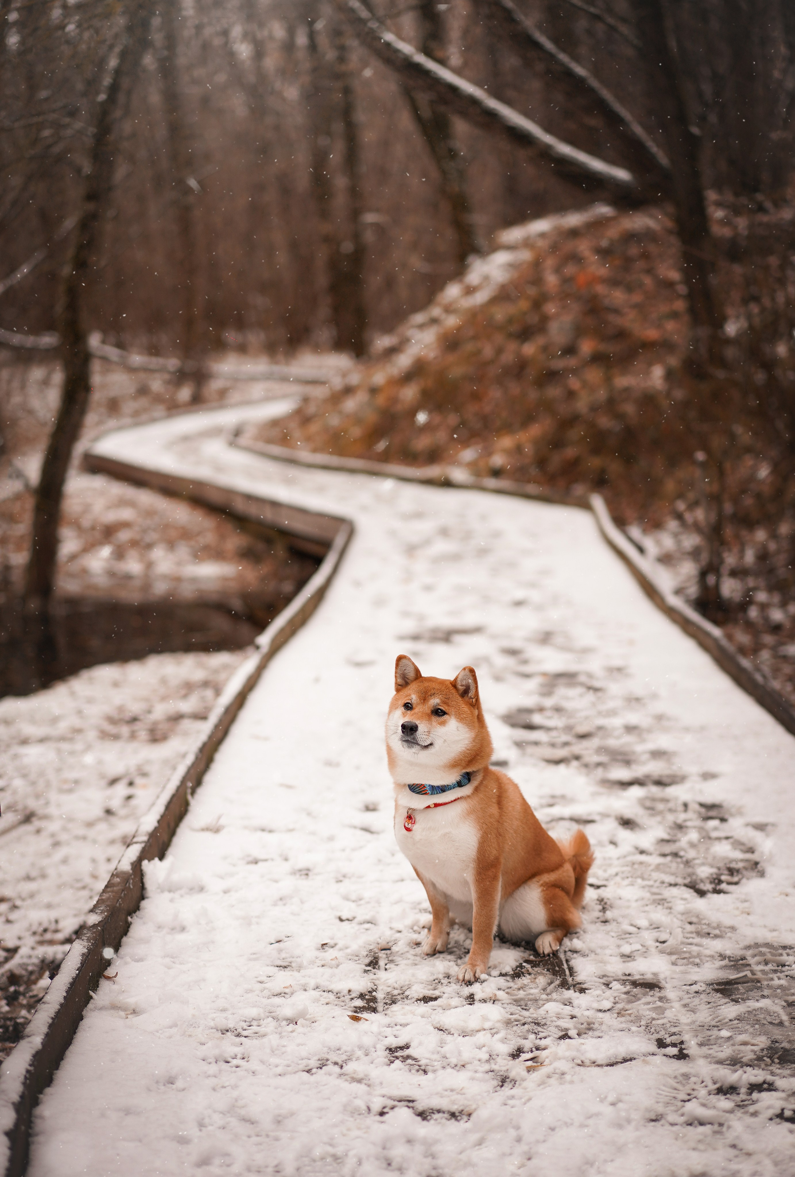 Алина и Юми. Фотограф-анималист в Санкт-Петербурге Яна Мартынова