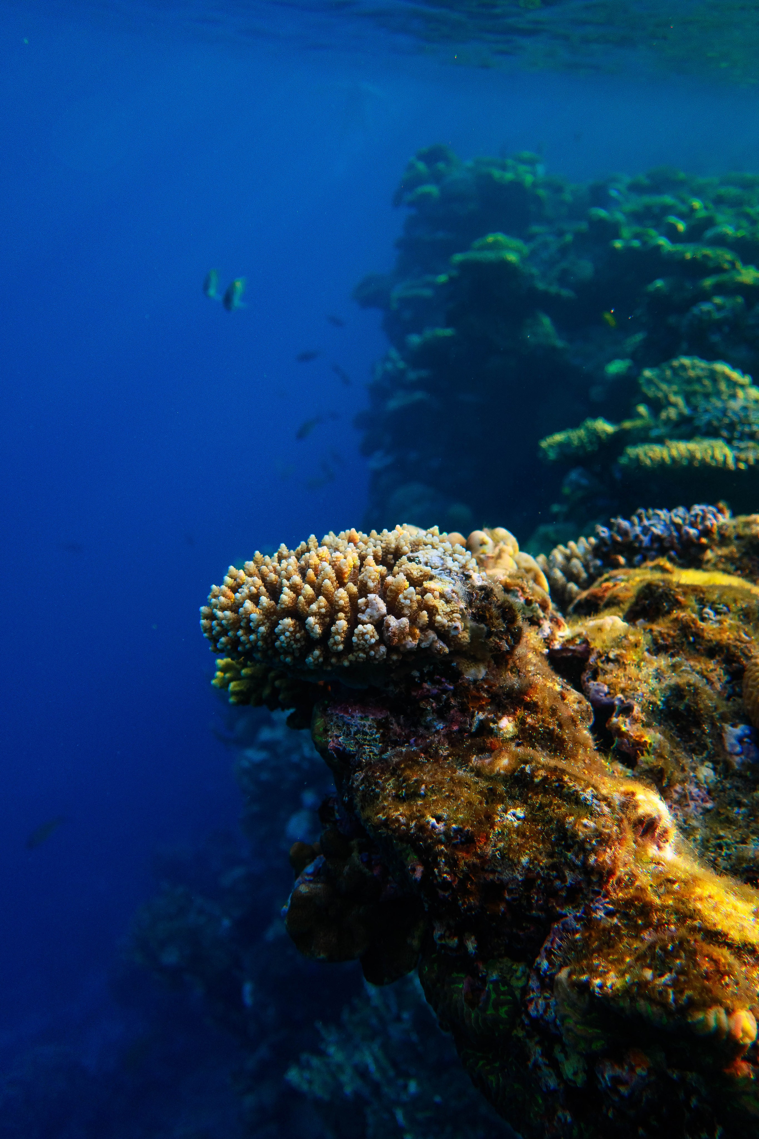 Fish. Фотограф Светлана Голицына