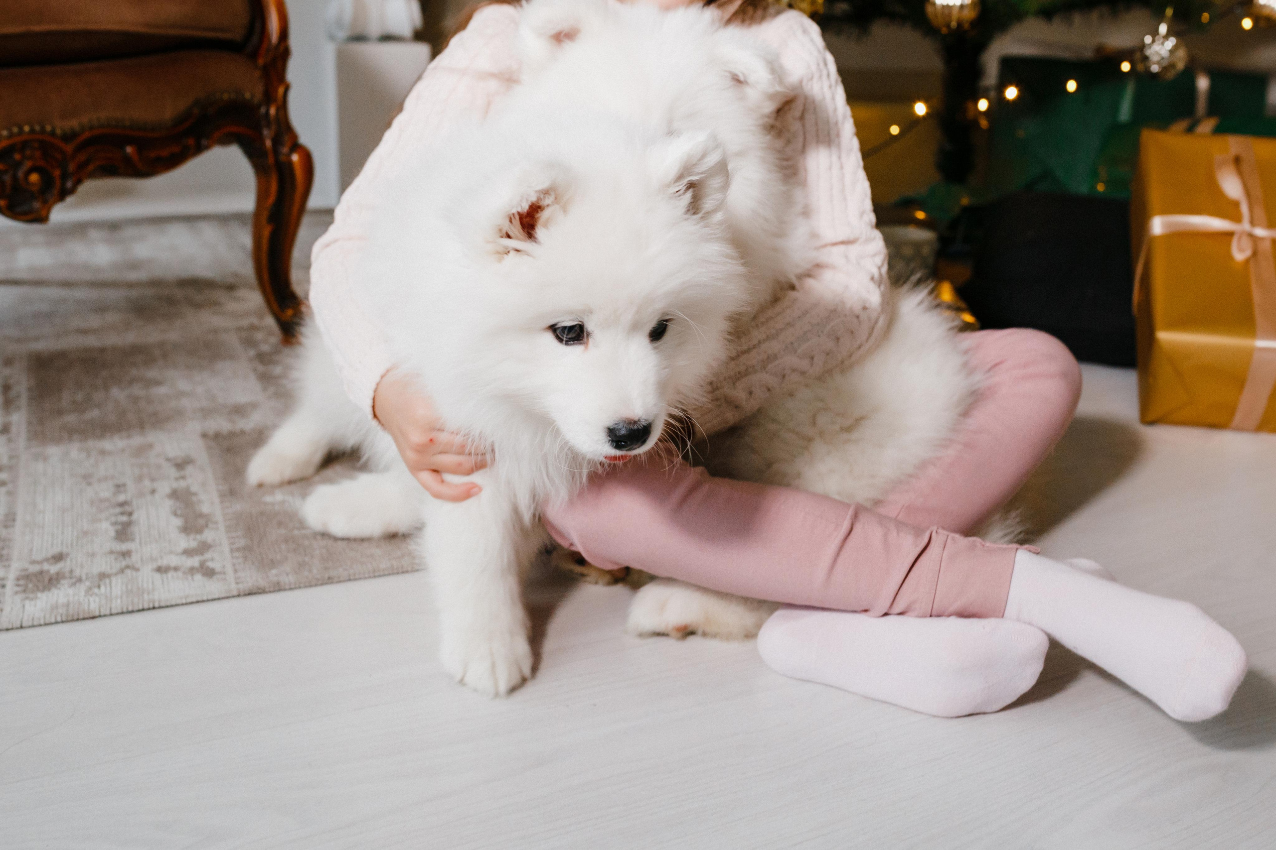 Фотосессия со щенками Витебск, Минск. Свадебный и семейный фотограф Витебск, Минск, Андрей Павлов