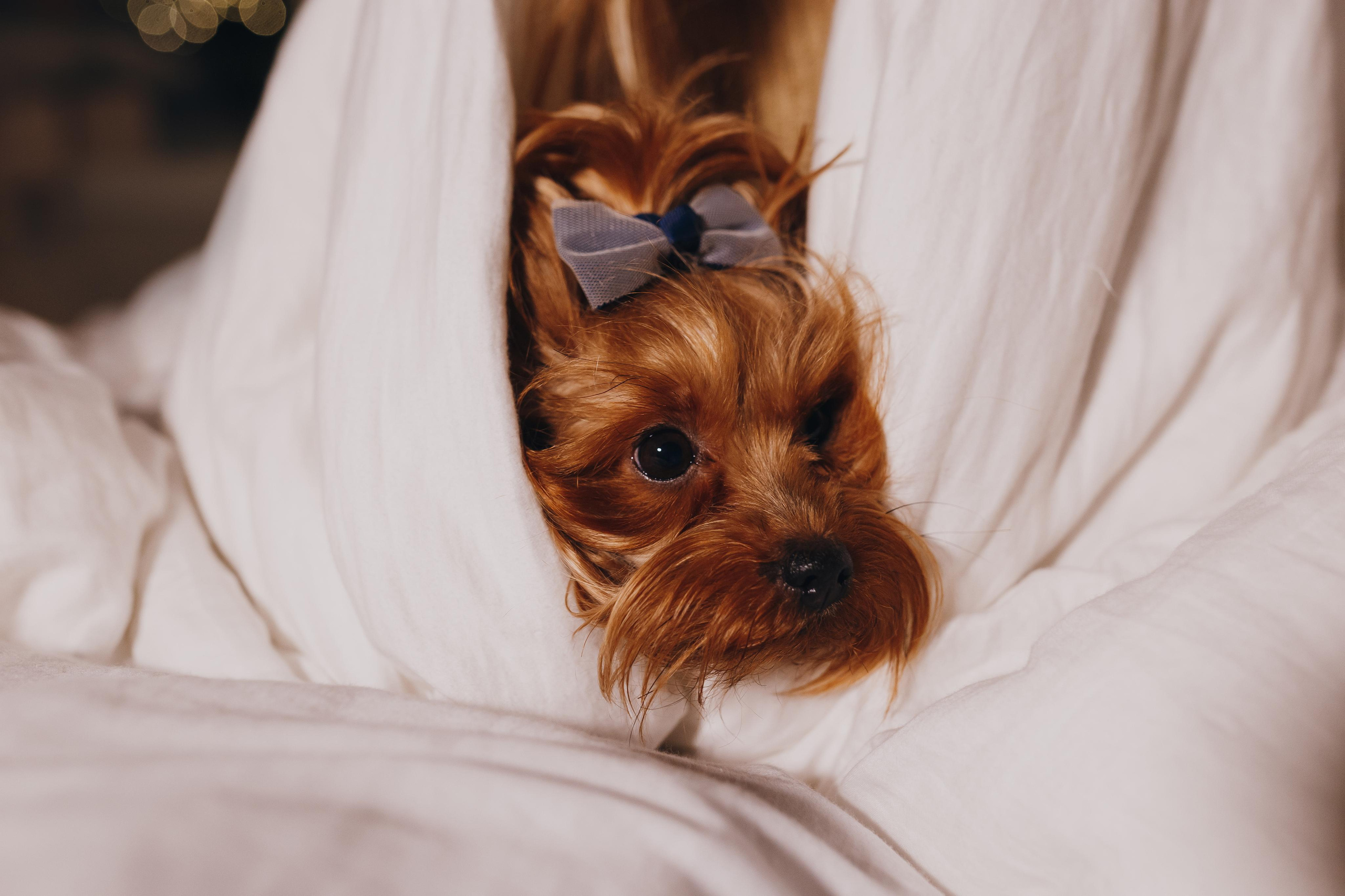 Новогодняя фотосессия. Свадебный и семейный фотограф Витебск, Минск, Андрей Павлов