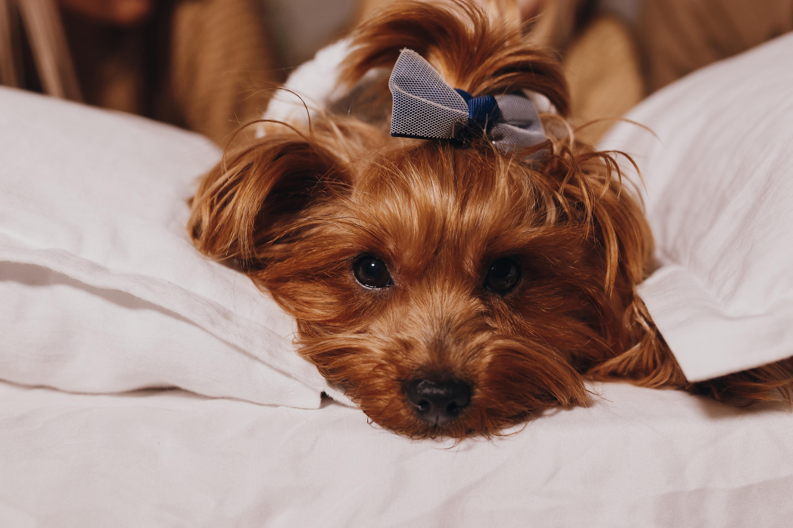 Новогодняя фотосессия. Свадебный и семейный фотограф Витебск, Минск, Андрей Павлов