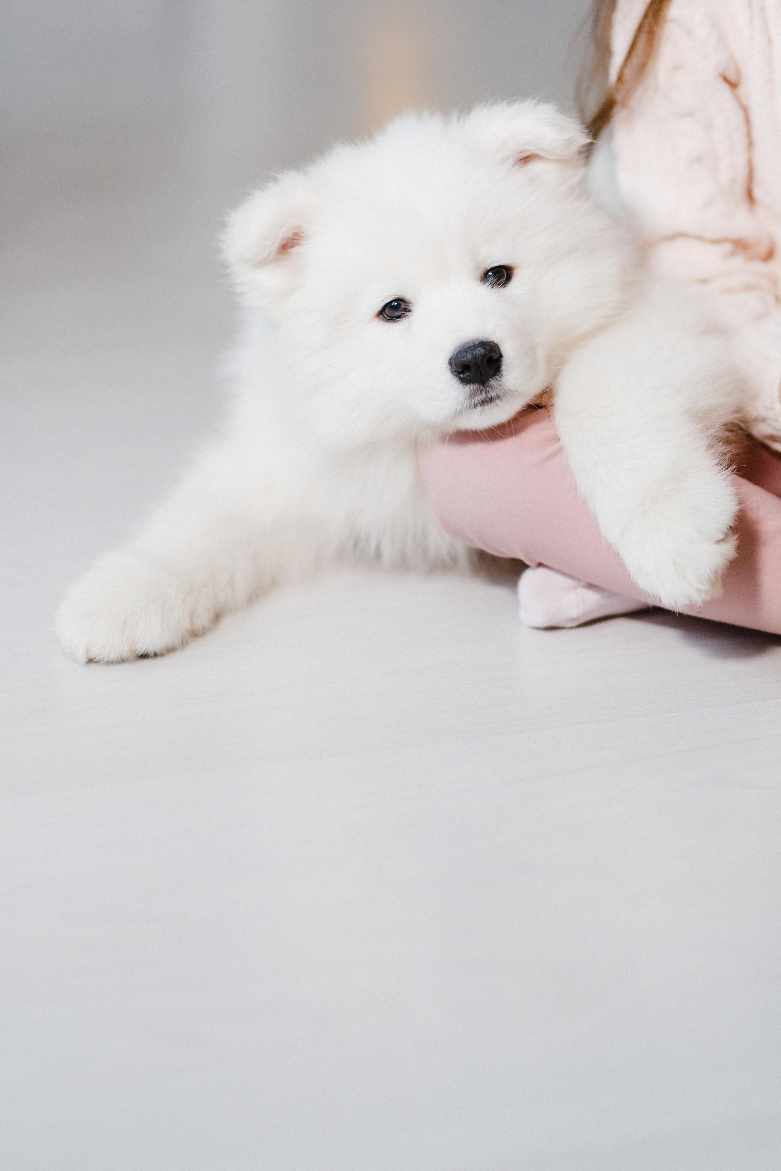 Щенки Самоед Витебск