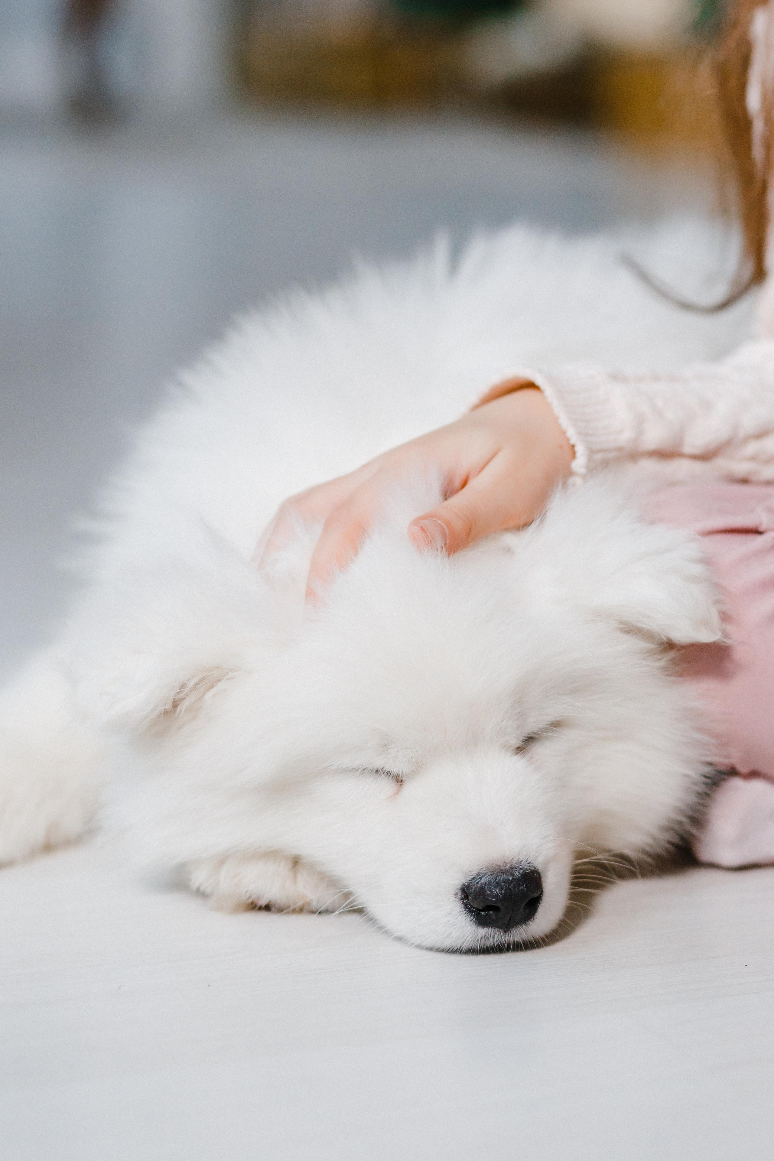 Фотосессия со щенками Витебск, Минск. Свадебный и семейный фотограф Витебск, Минск, Андрей Павлов