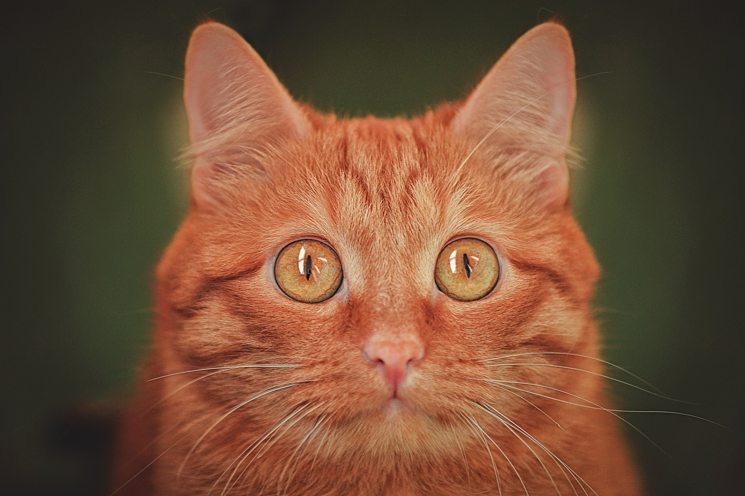 Фотосессия животных в Ижевских, фотограф животных. Детский, семейный фотограф в Ижевске и Москве Аксинья Лысенкова ADEN