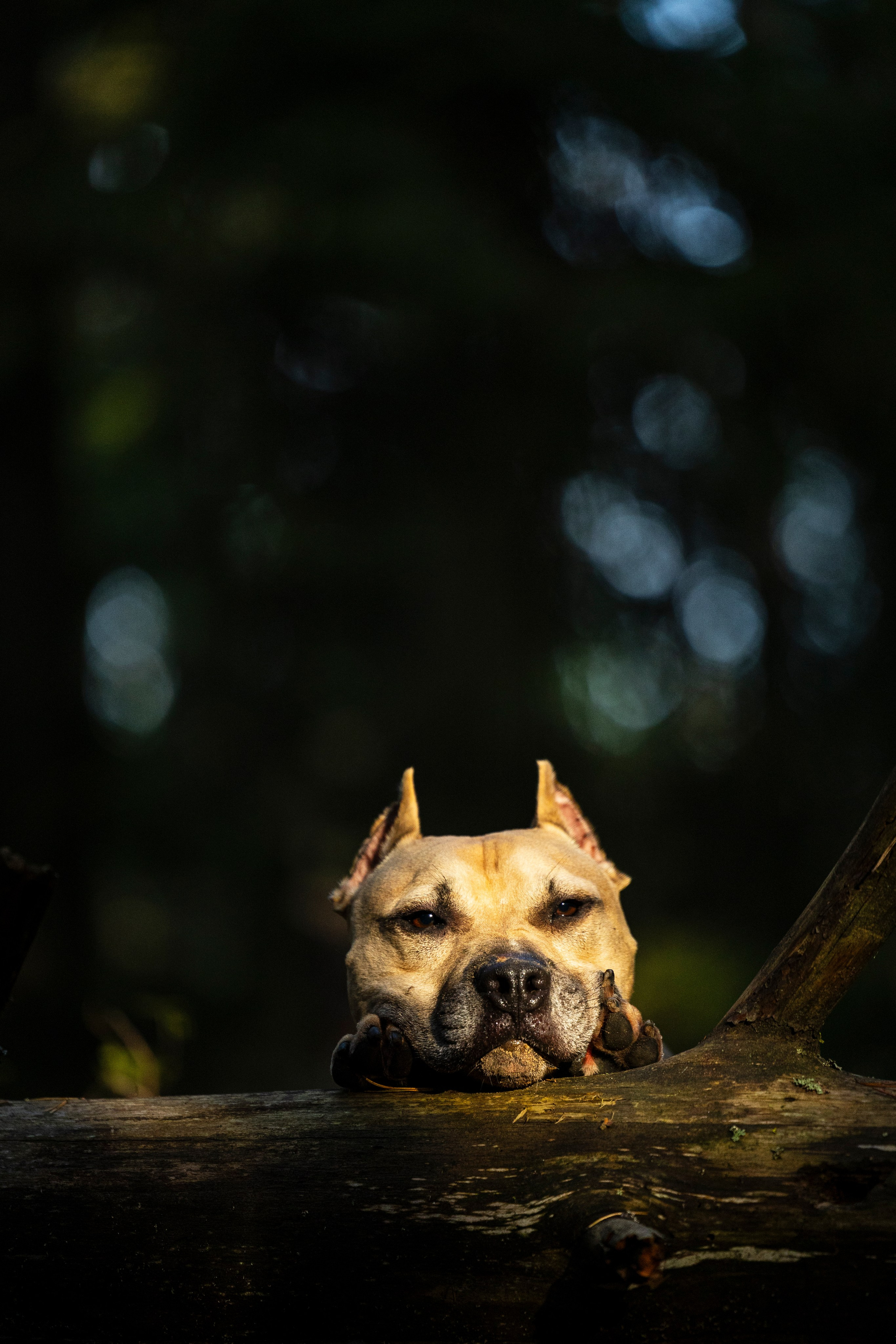 Фобос. Фотограф-анималист Анна Маринич