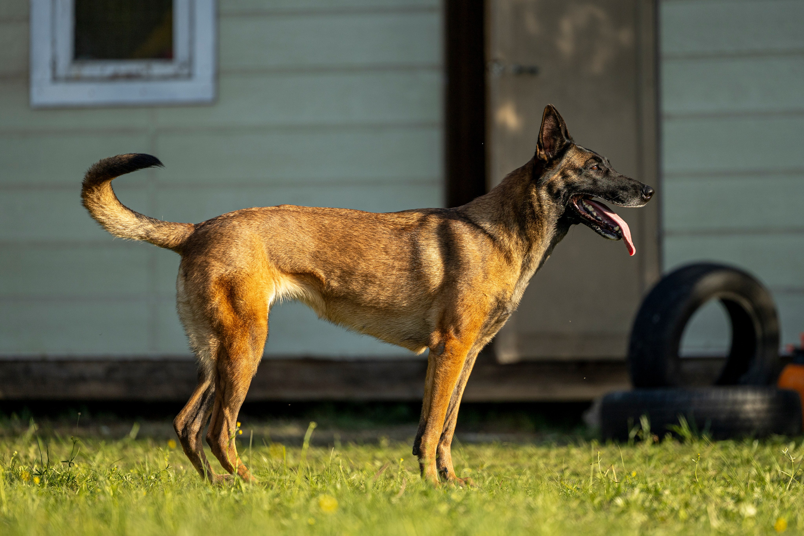 Испытания по мондьорингу в Нижнем Новгороде. Фотограф-анималист Анна Маринич