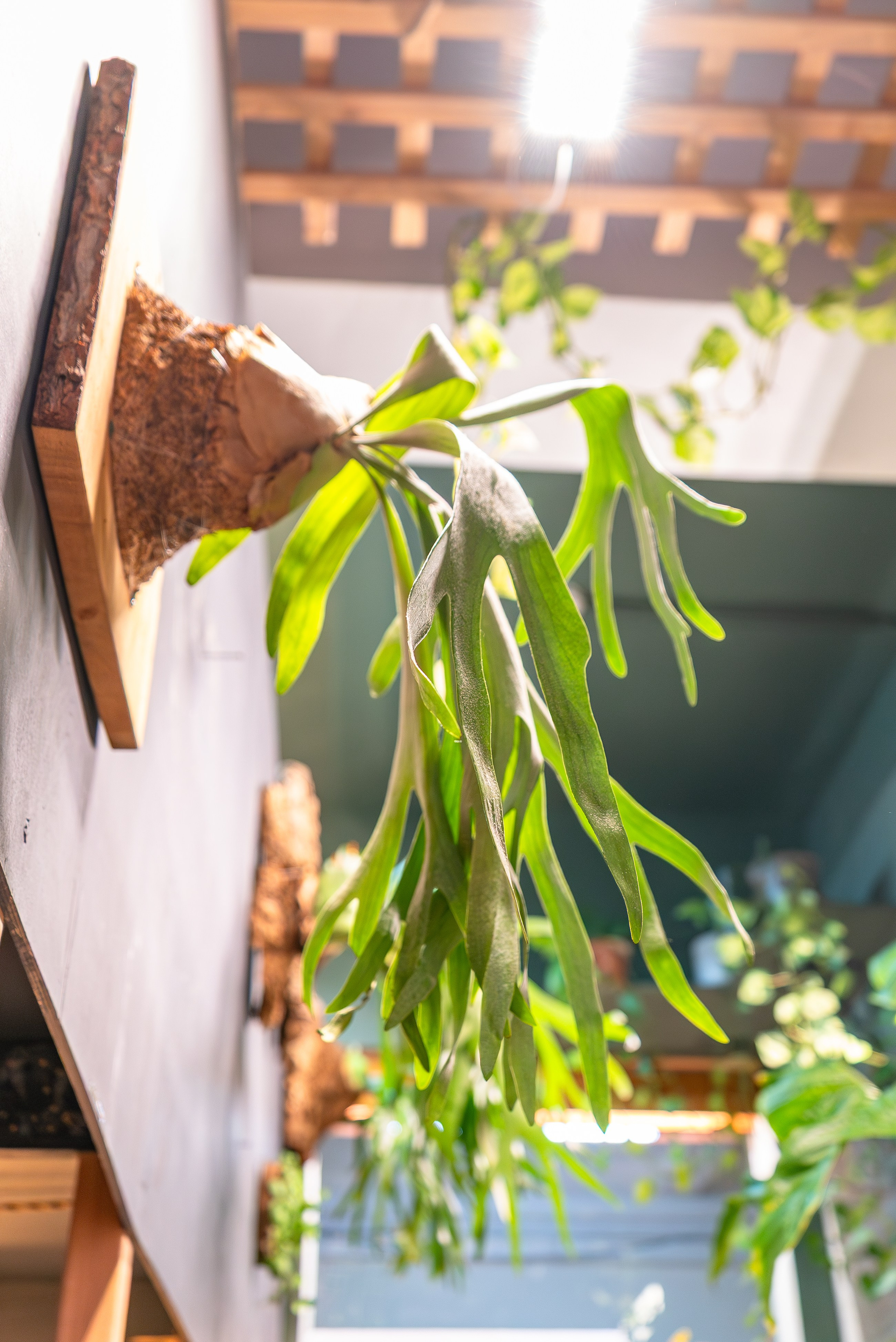 Make more plants. Александра Куликова фотограф, Москва