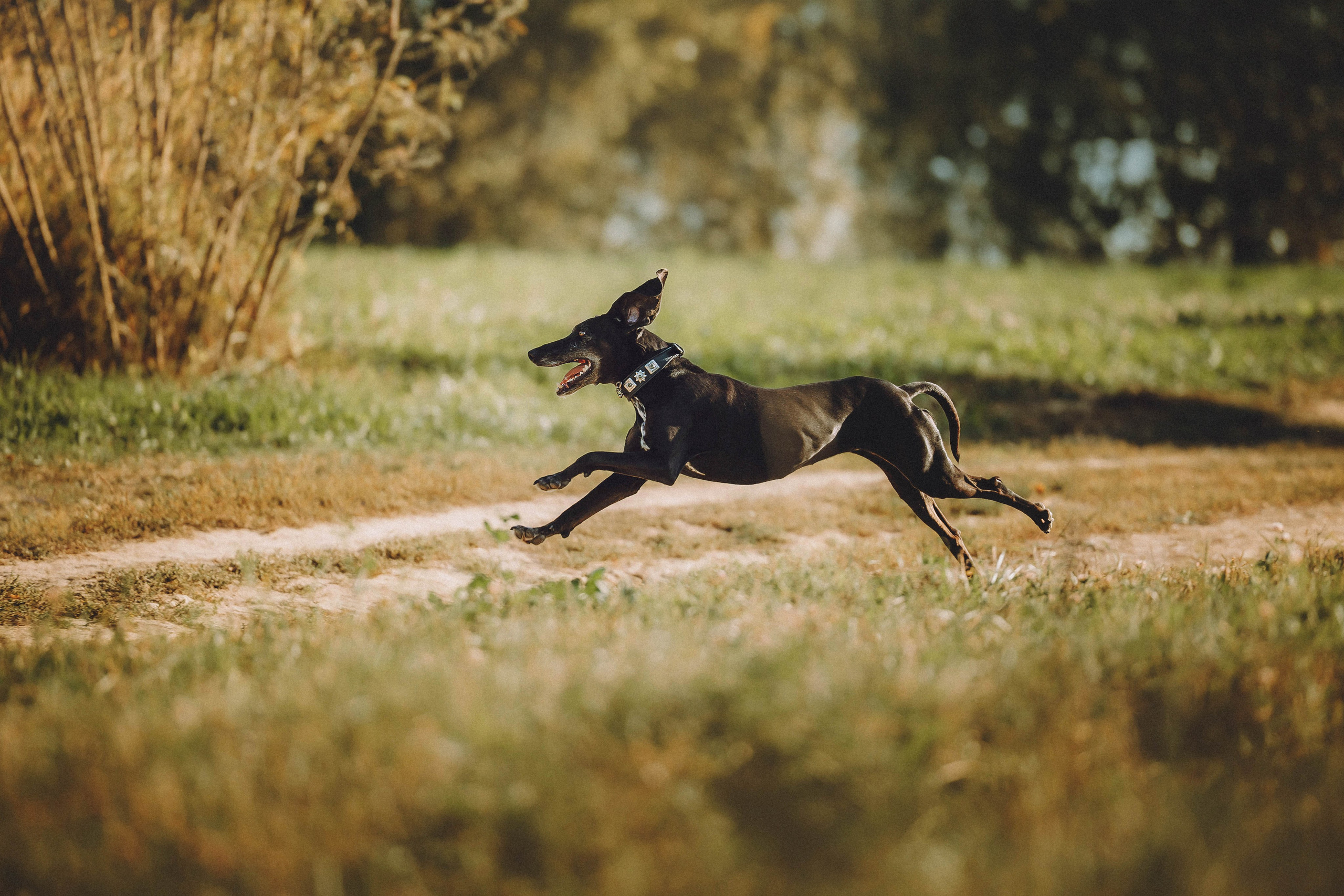 Камри и Пафи