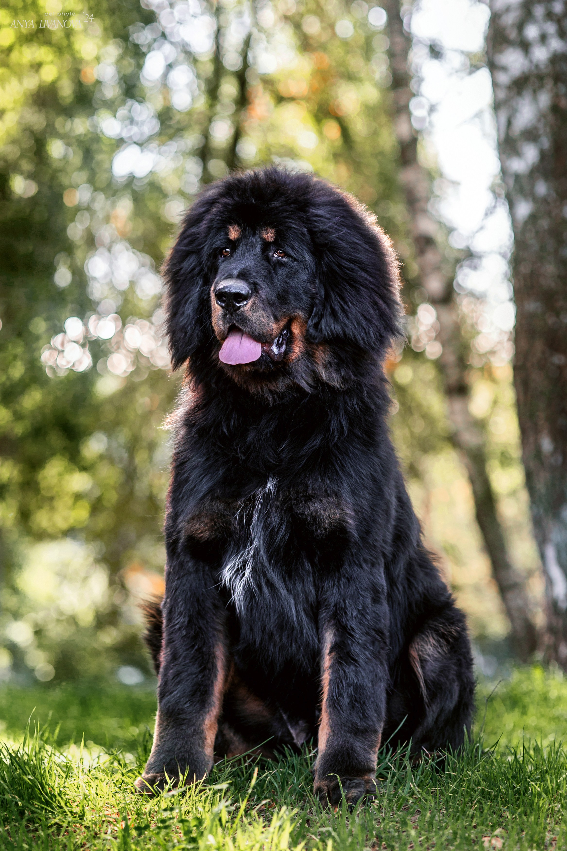 Адмирал. Фотограф анималист Аня Ливанова | Рыбинск