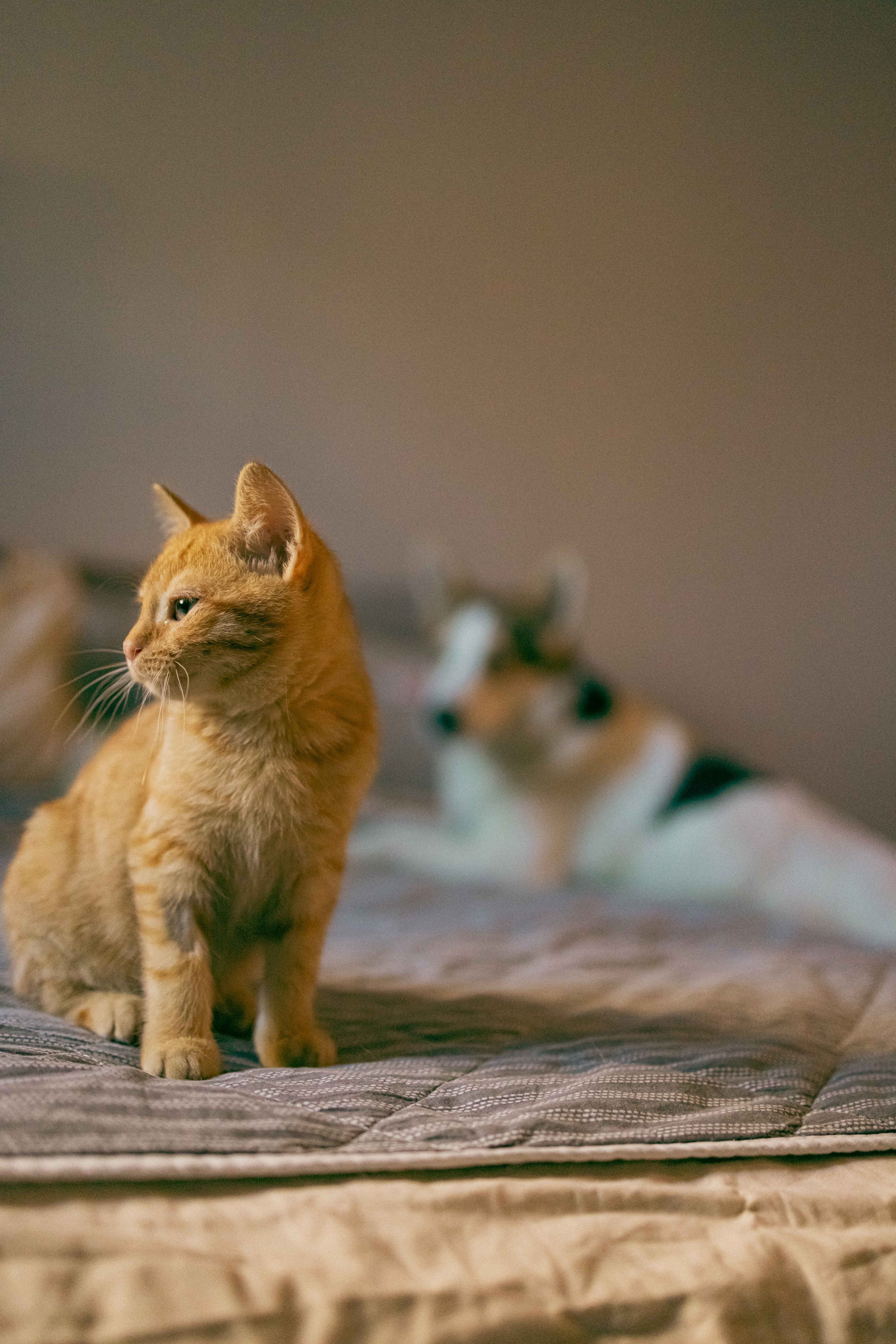 Кускус. Фотограф-анималист в Москве Лера Черноног
