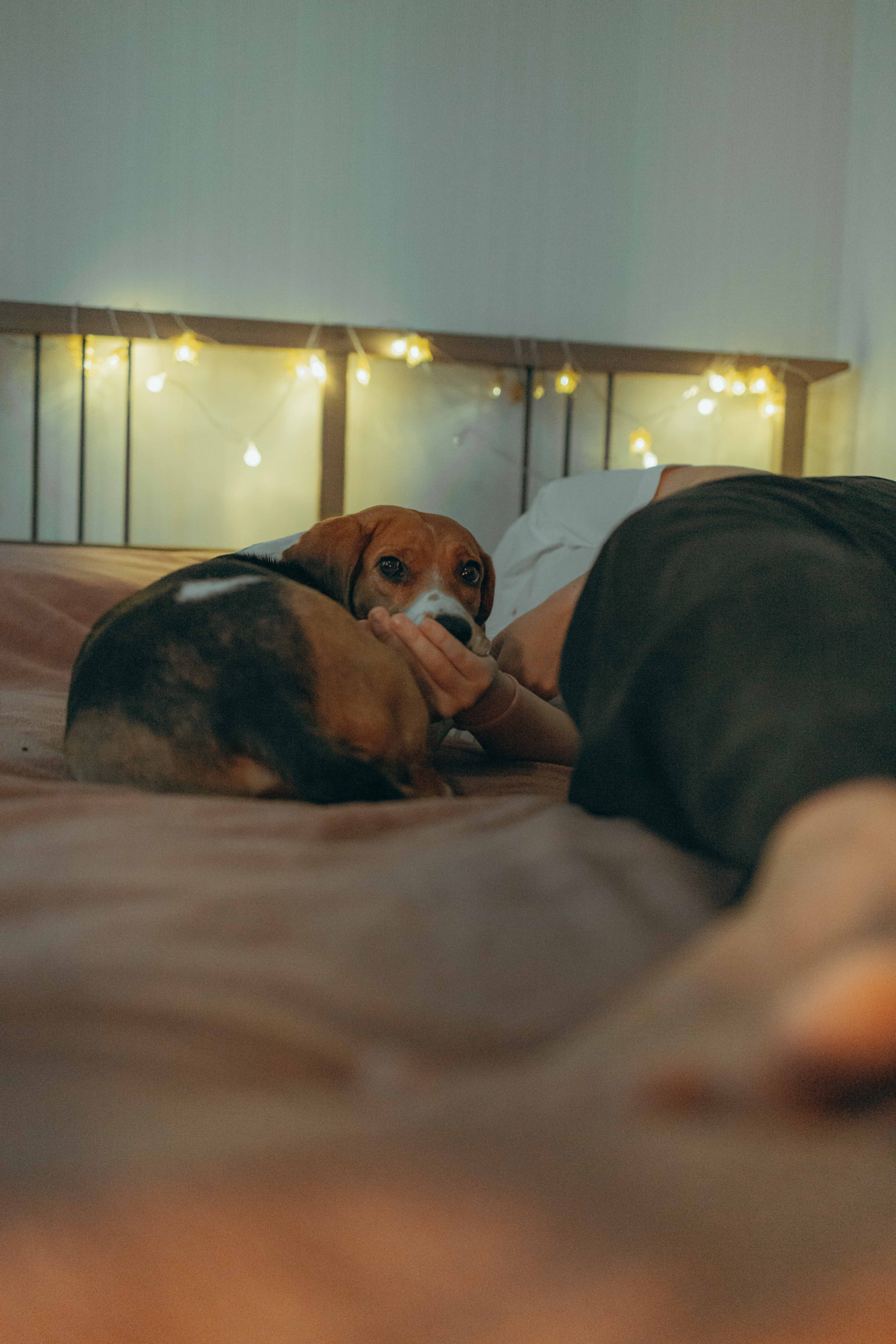 Света и Ива. Фотограф-анималист в Москве Лера Черноног