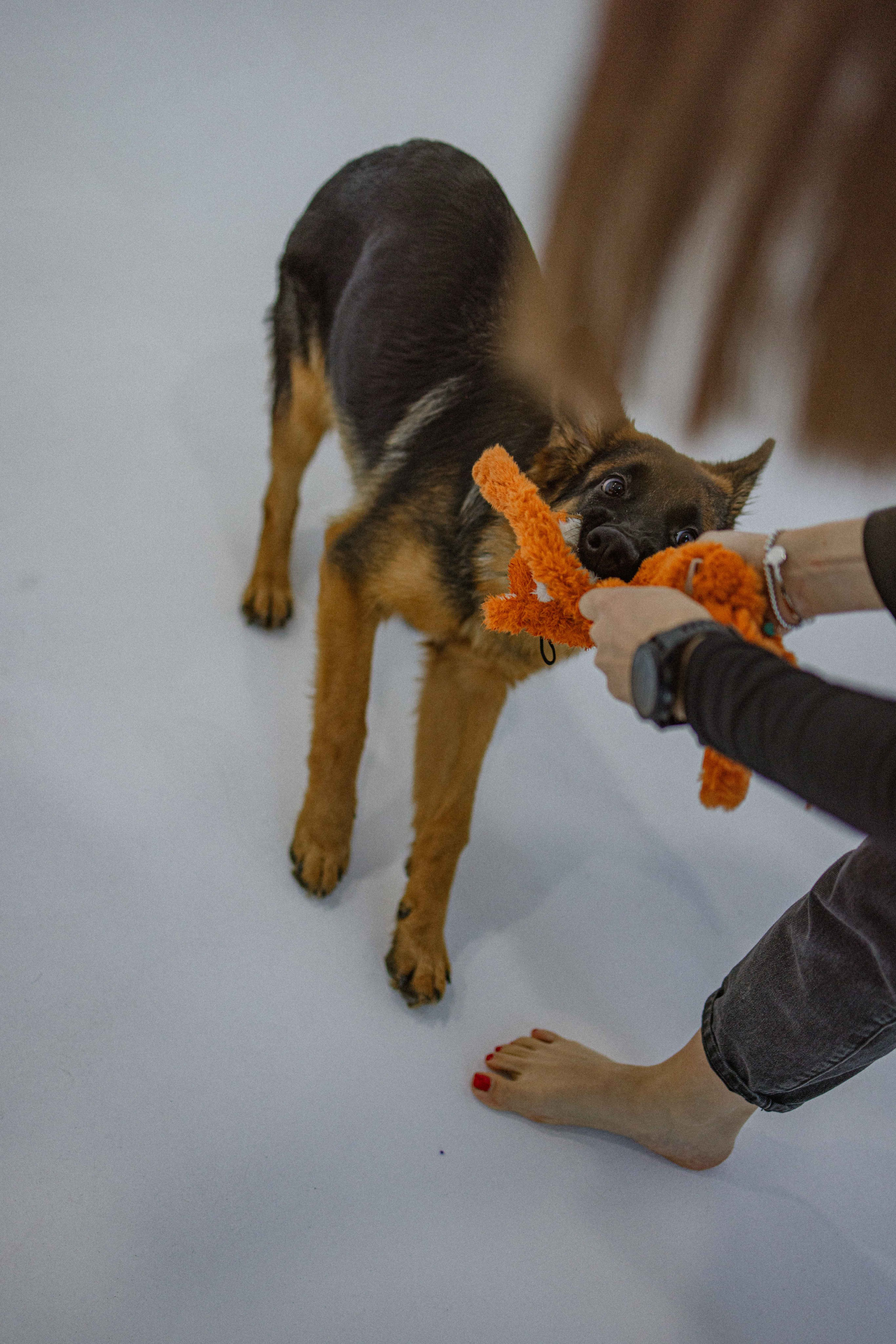 Ася и Буся. Фотограф-анималист в Москве Лера Черноног
