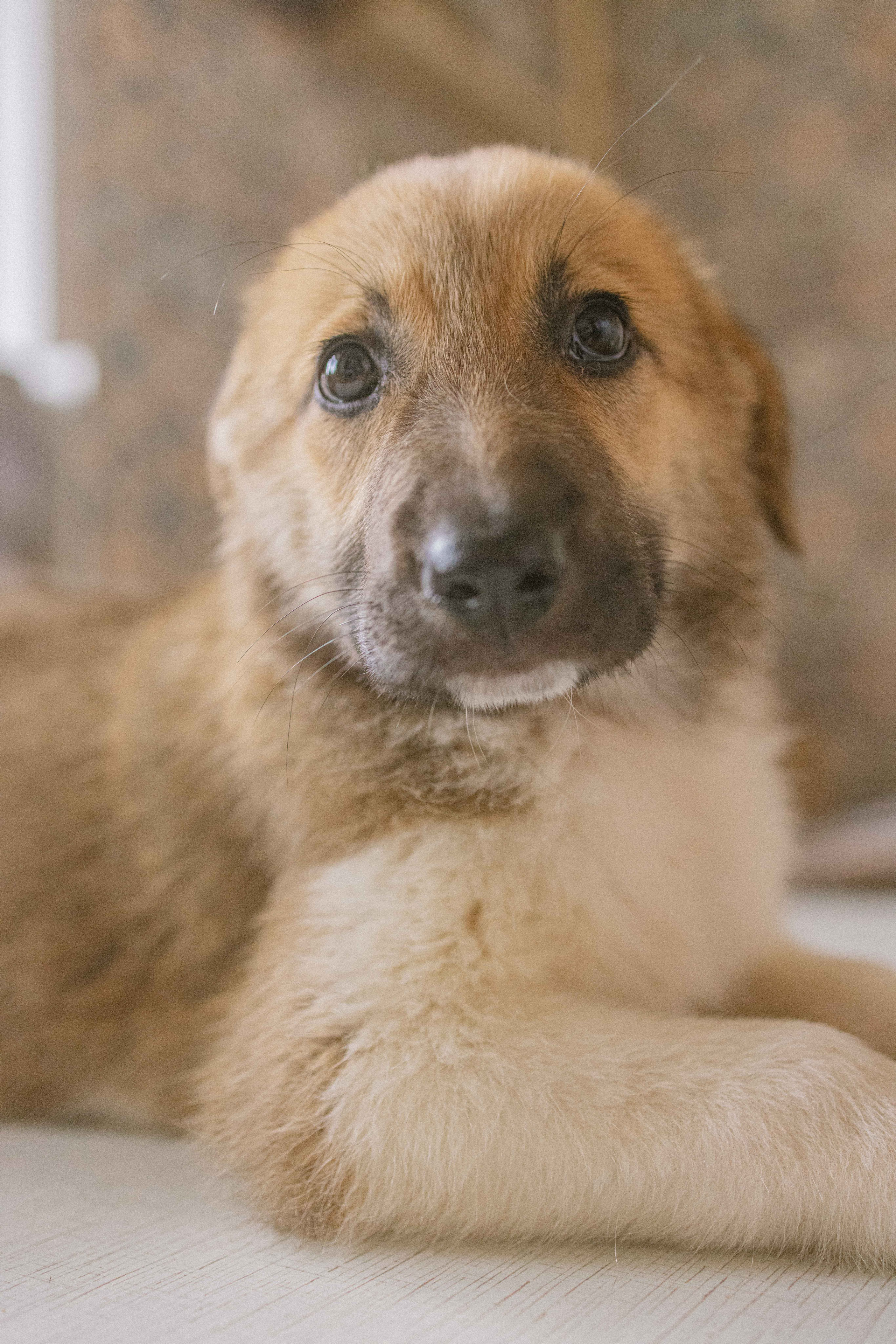 Щеночки на кухне. Фотограф-анималист в Москве Лера Черноног