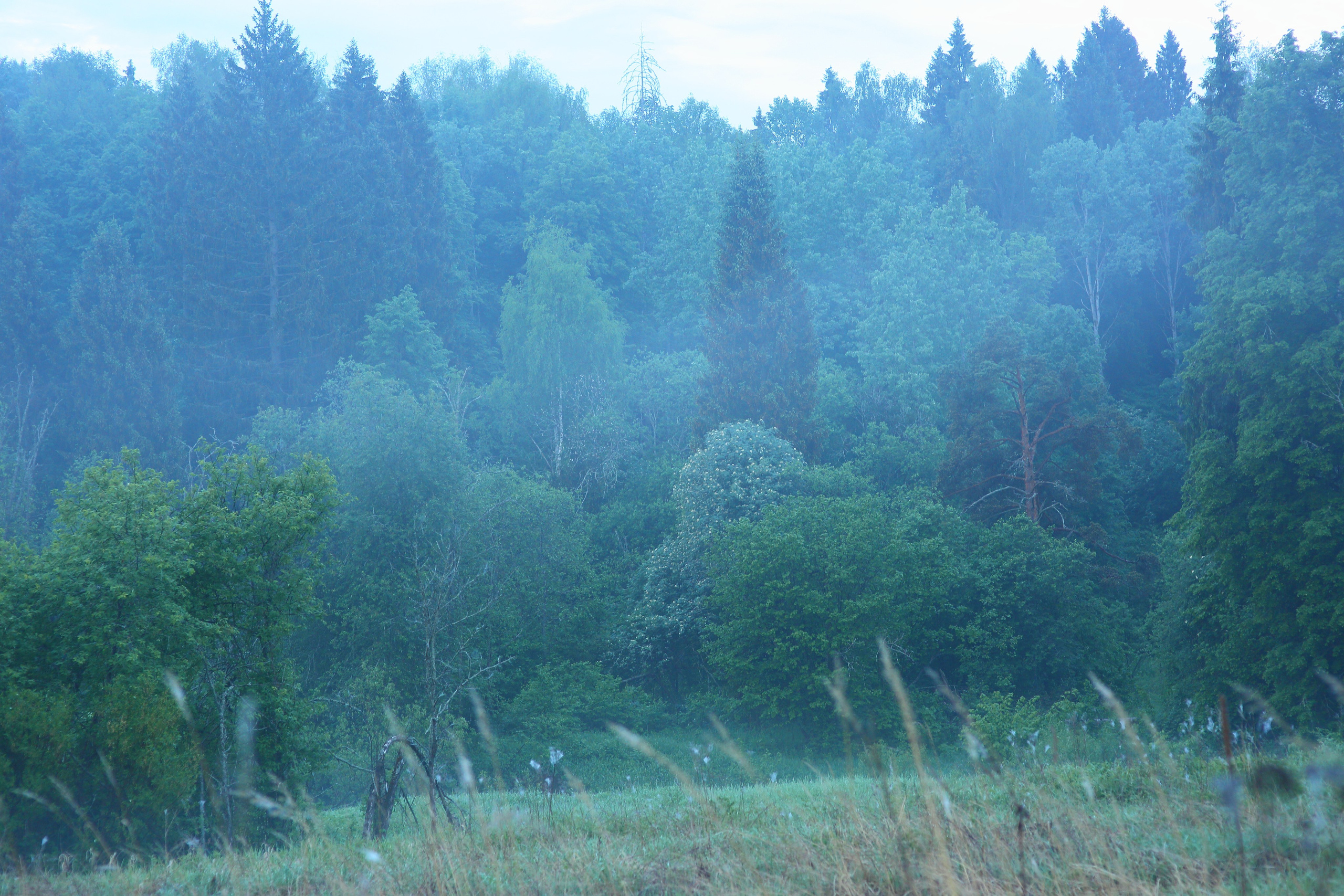 Туманным утром. Свадебный и репортажный фотограф в Ярославле и Санкт-Петербурге Роман Микрюков