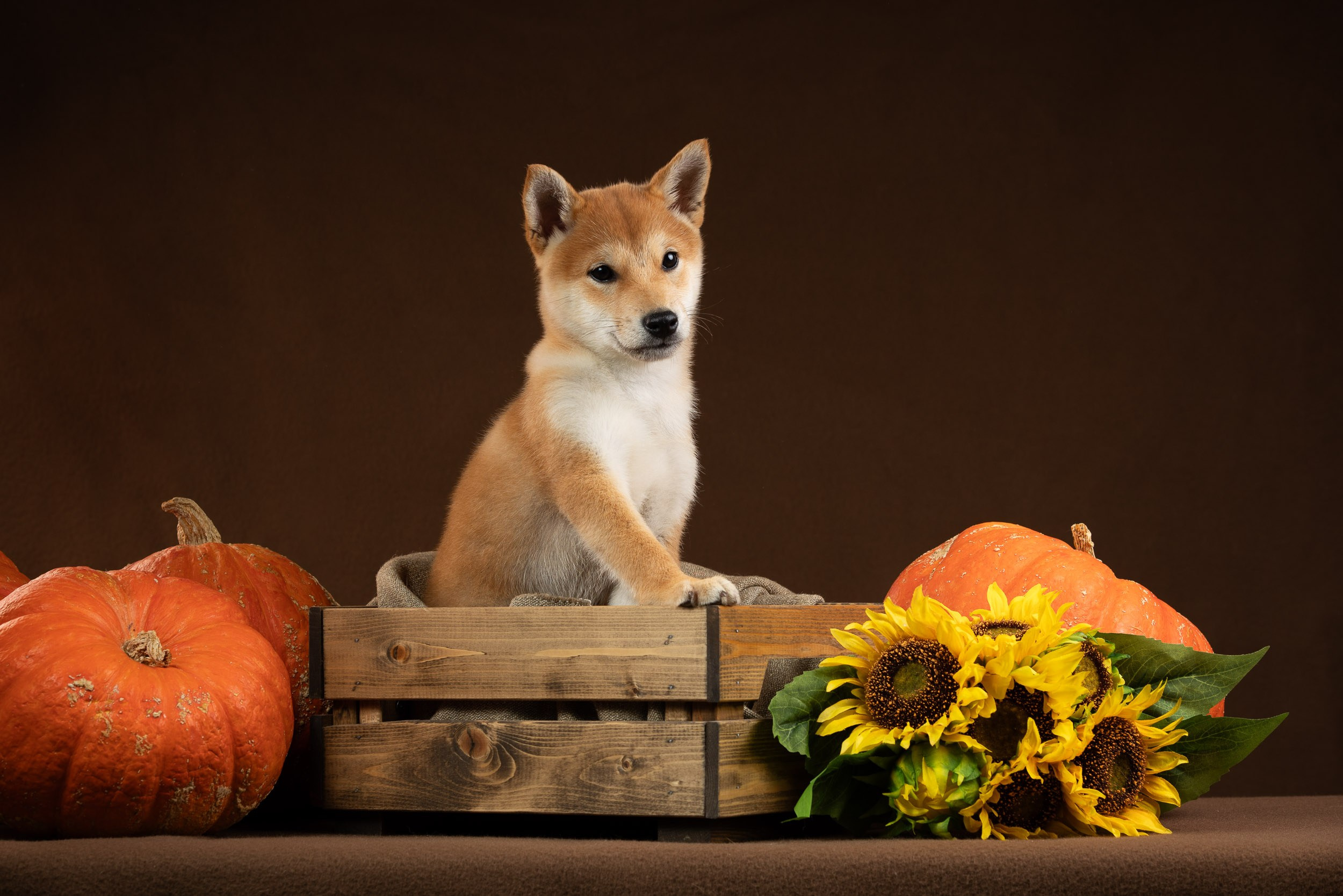 Съемка щенков на продажу с искусственным светом. Фотограф-анималист в Москве и Московской области Татьяна Фролова