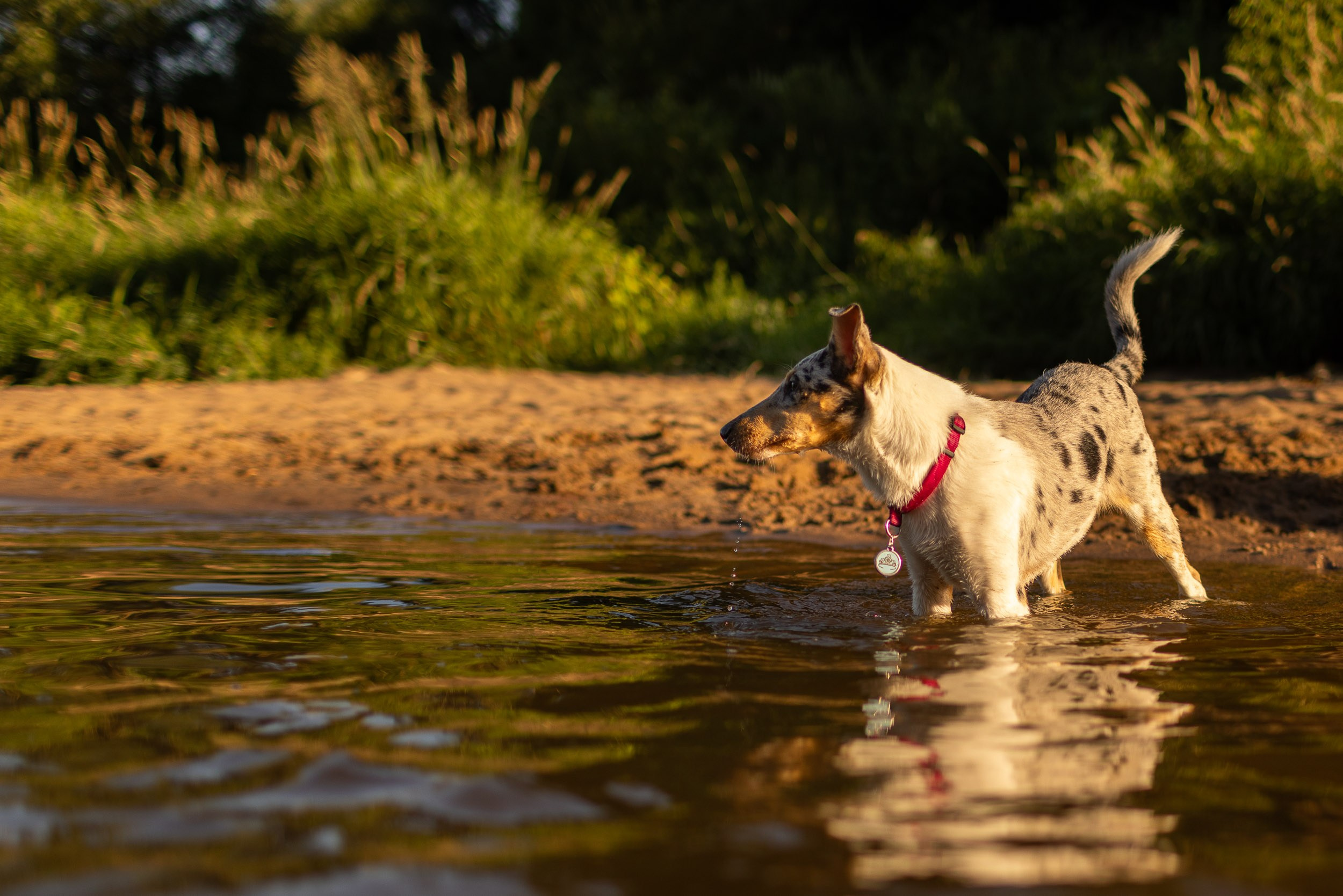 Купание щенков в стиле лайфстайл. Фотограф-анималист в Москве и Московской области Татьяна Фролова