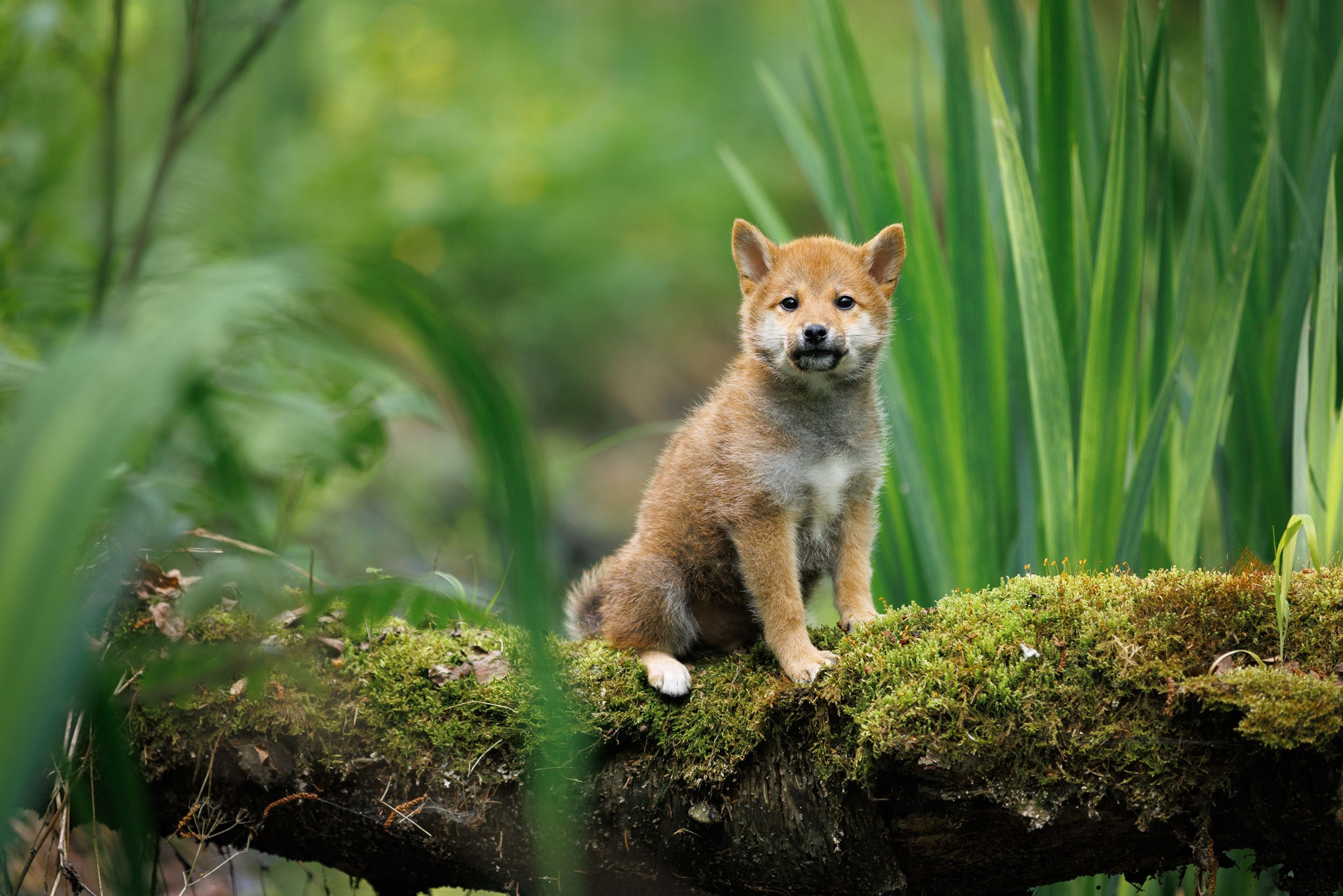 Фото щенков в Москве и Московской области. Фотограф-анималист в Москве и Московской области Татьяна Фролова