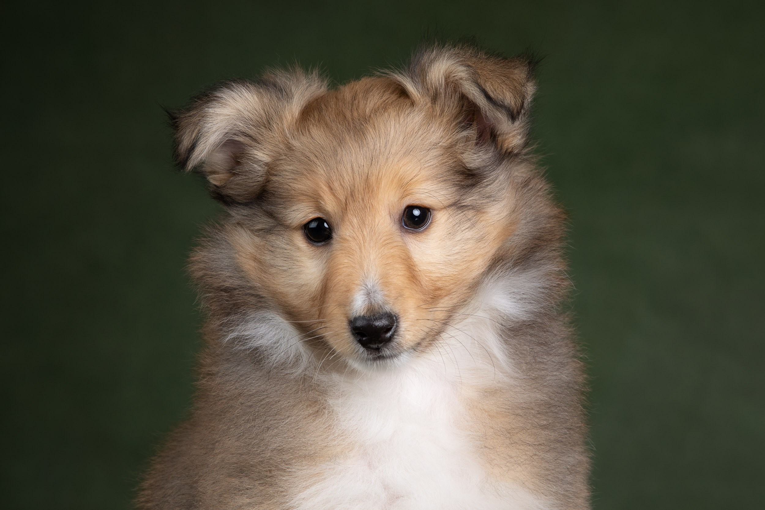 Помет щенков в 2 месяца. Фотограф-анималист в Москве и Московской области Татьяна Фролова