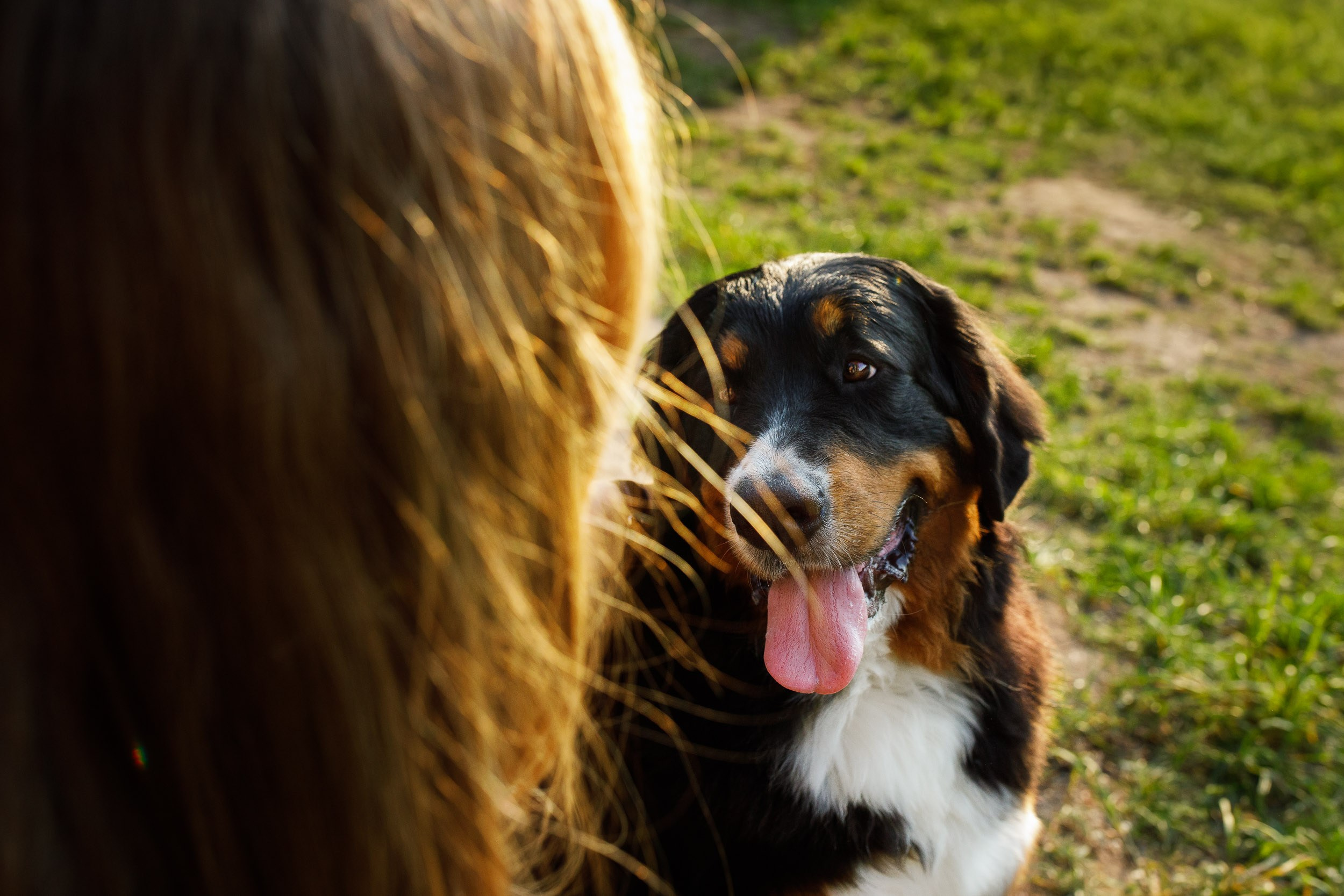Фотопрогулка для четырех человек с собаками. Фотограф-анималист в Москве и Московской области Татьяна Фролова