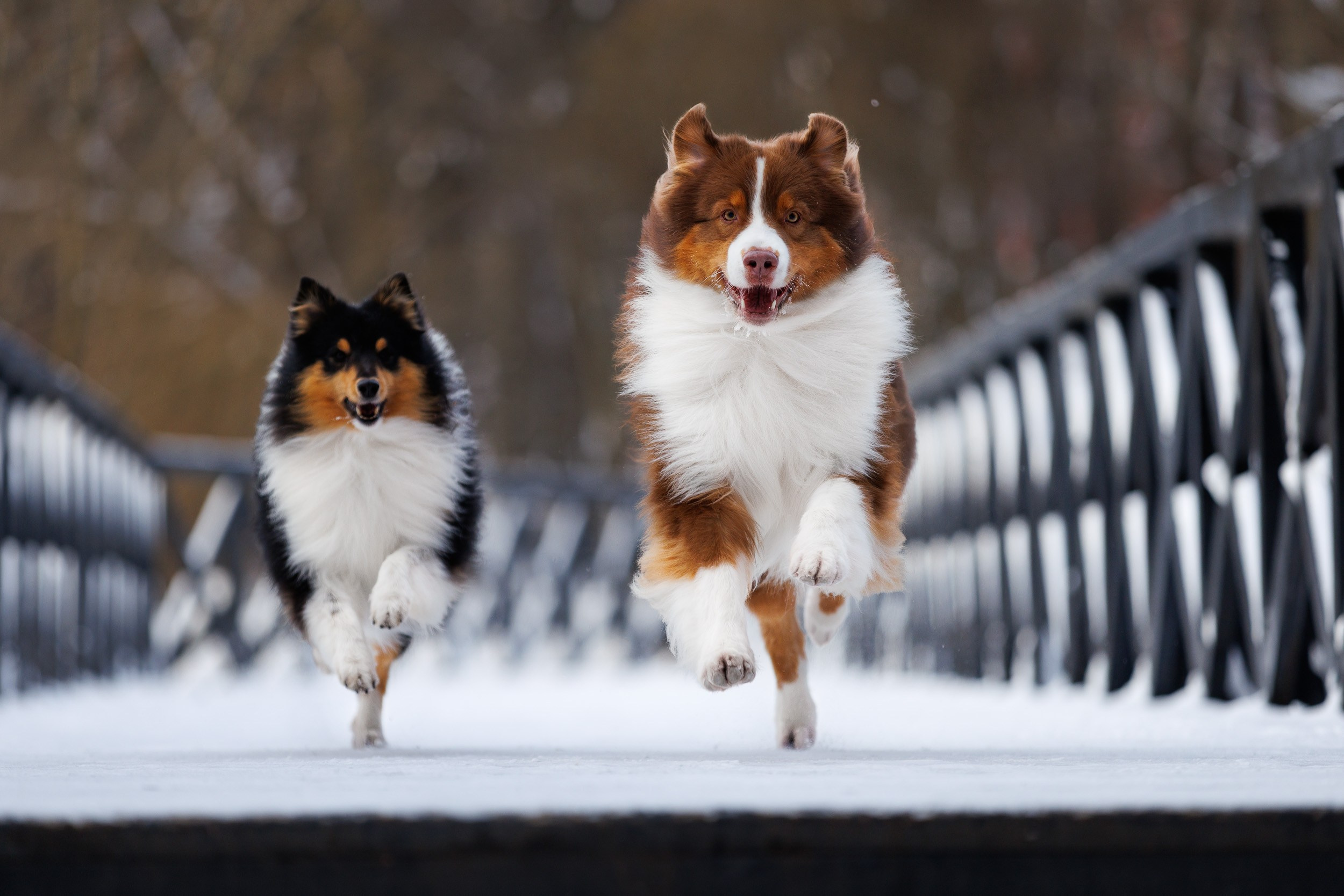 Марик и Дэн. Фотограф-анималист в Москве и Московской области Татьяна Фролова