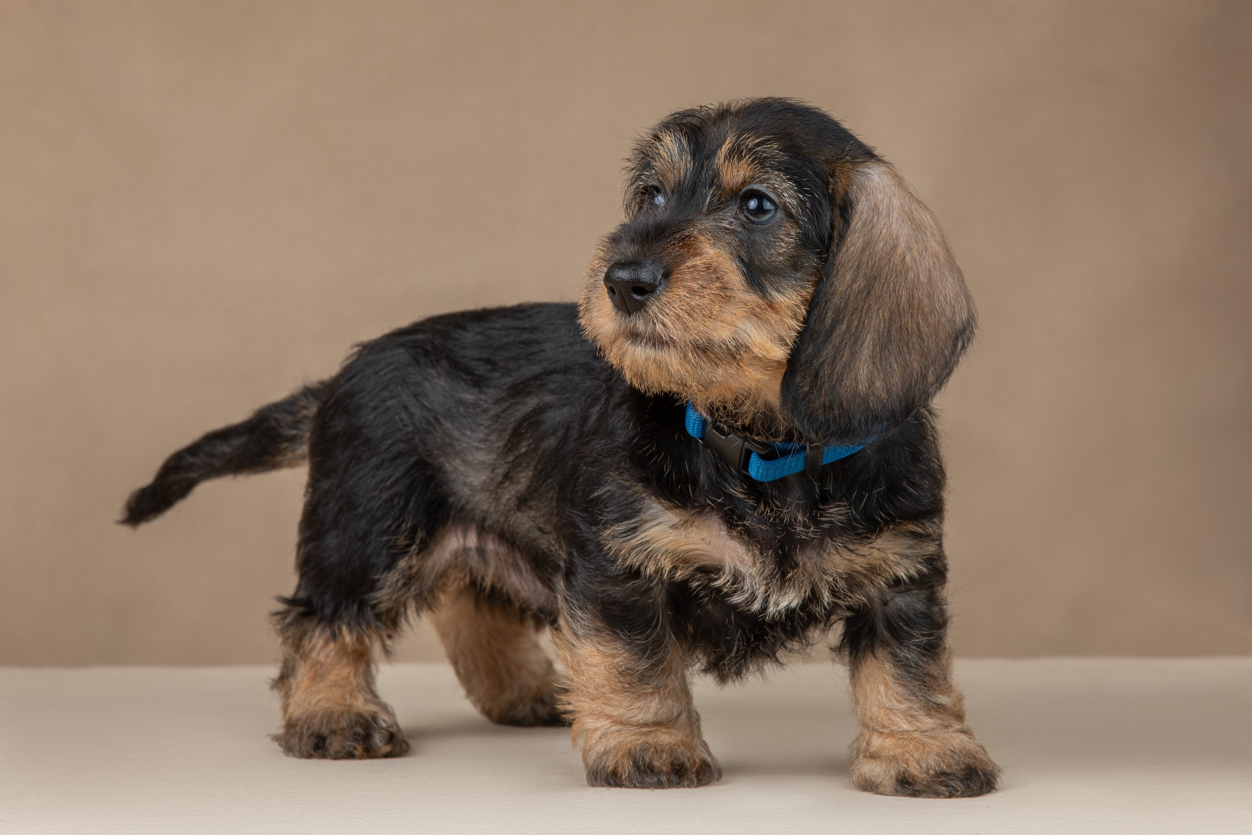 Съемка щенков жесткошерстной таксы на бежевом фоне в ящике. Фотограф-анималист в Москве и Московской области Татьяна Фролова