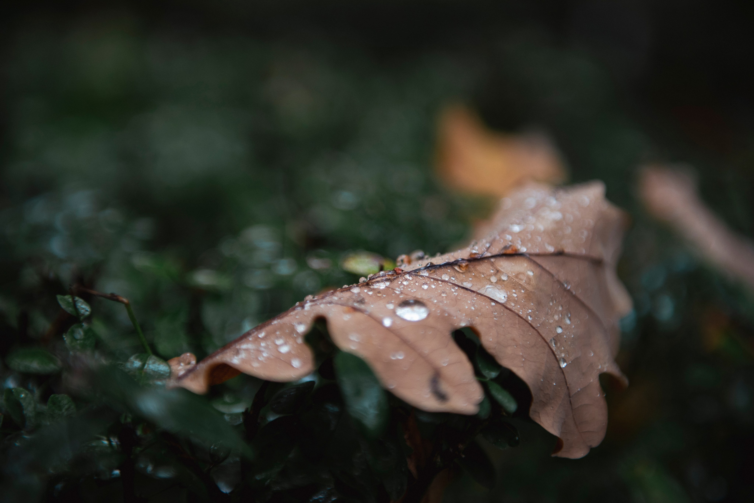 Осень. Портретный и архитектурный фотограф в Москве и Санкт-Петербурге