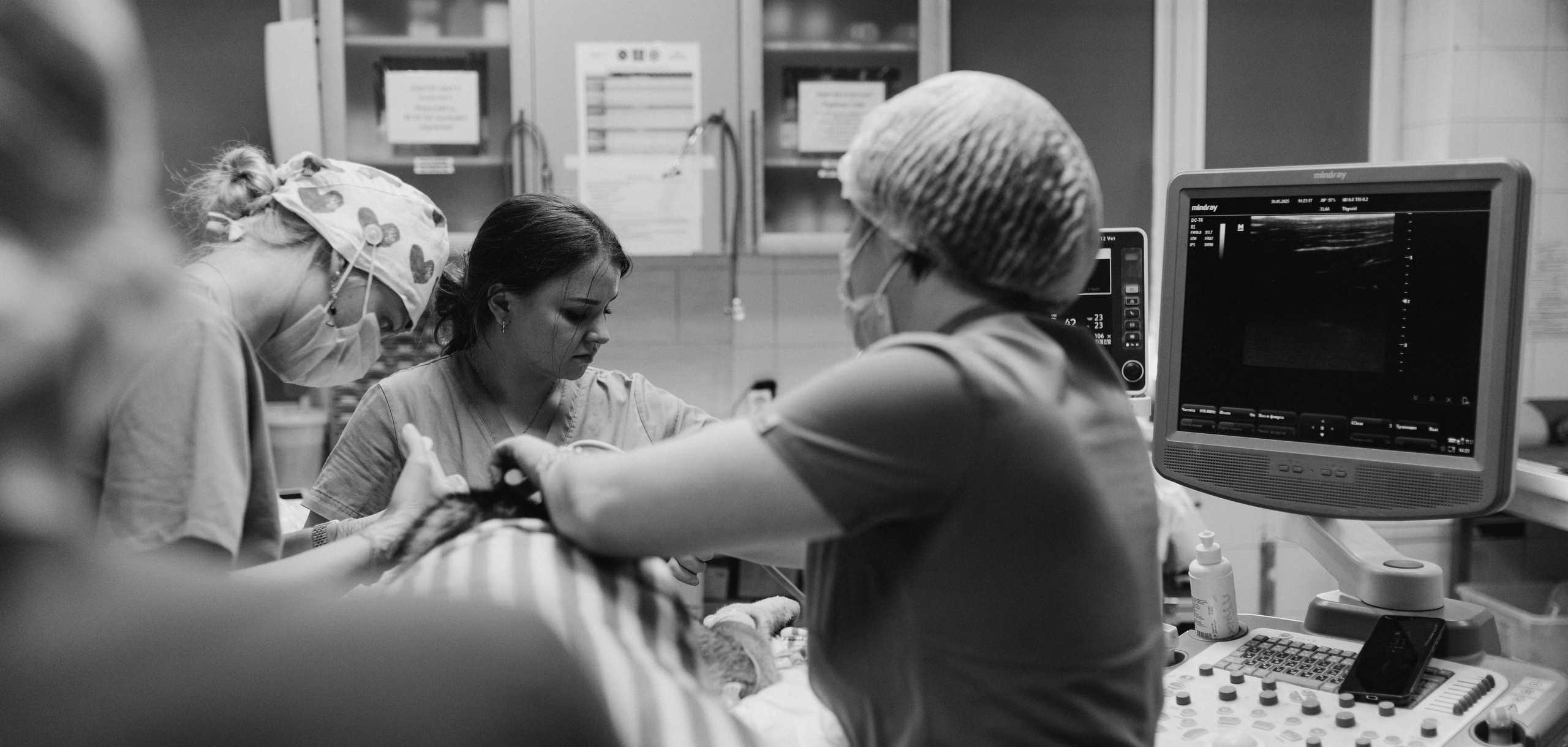 VetLife. Татьяна Афонина | Фотограф