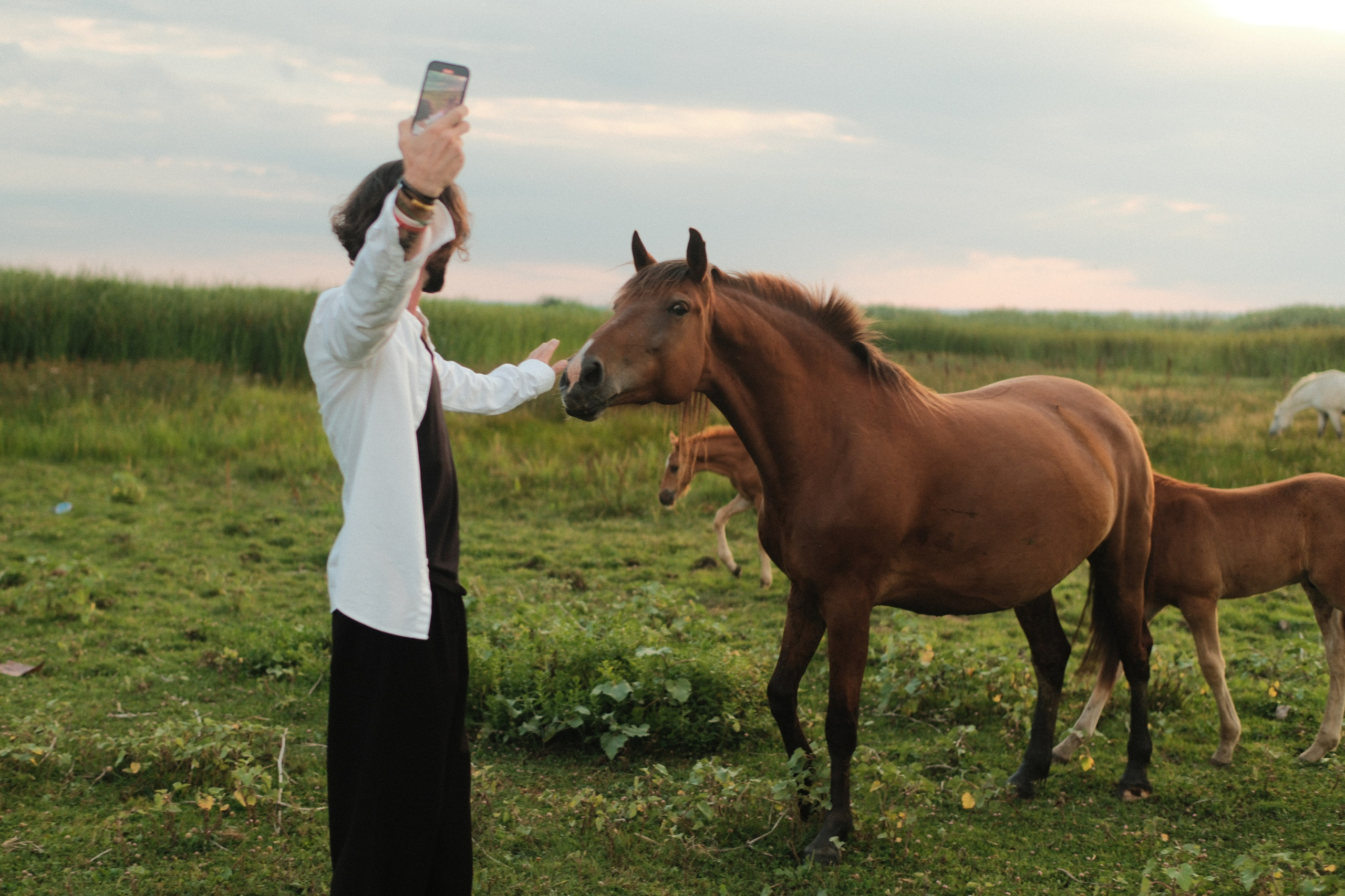 В поле с конём. Фотограф/Видеограф из Саратова