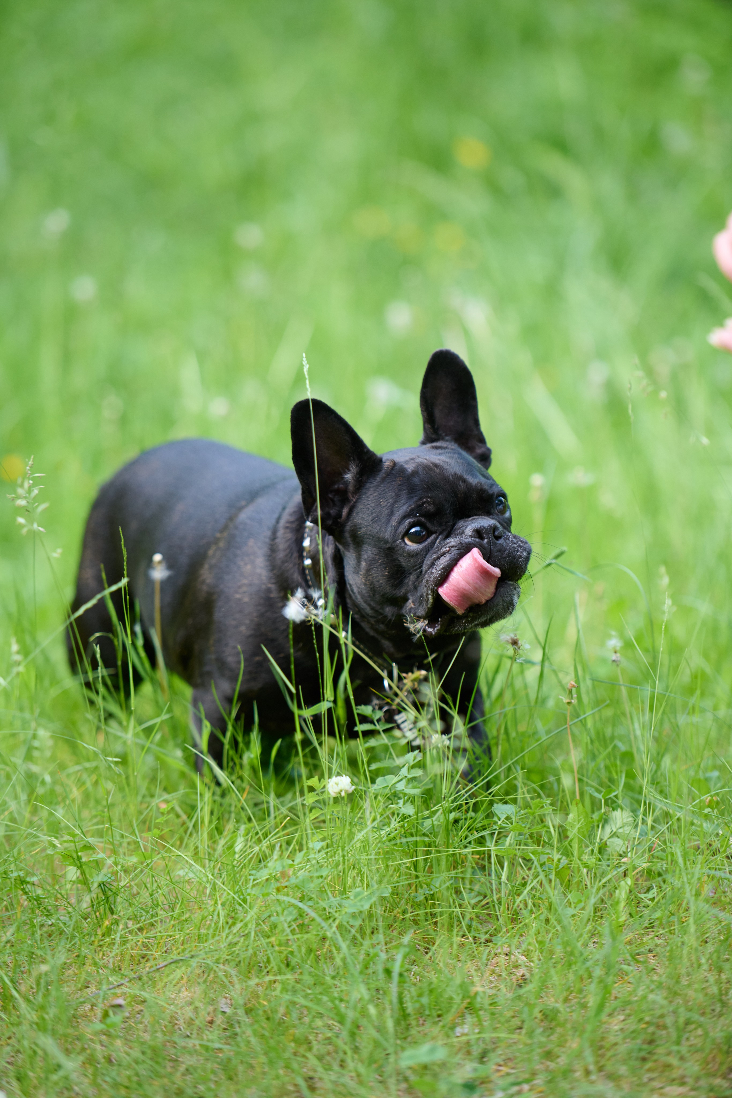 Семейная фотосессия с собакой. Репортажный и семейный фотограф — Шелихов Сергей
