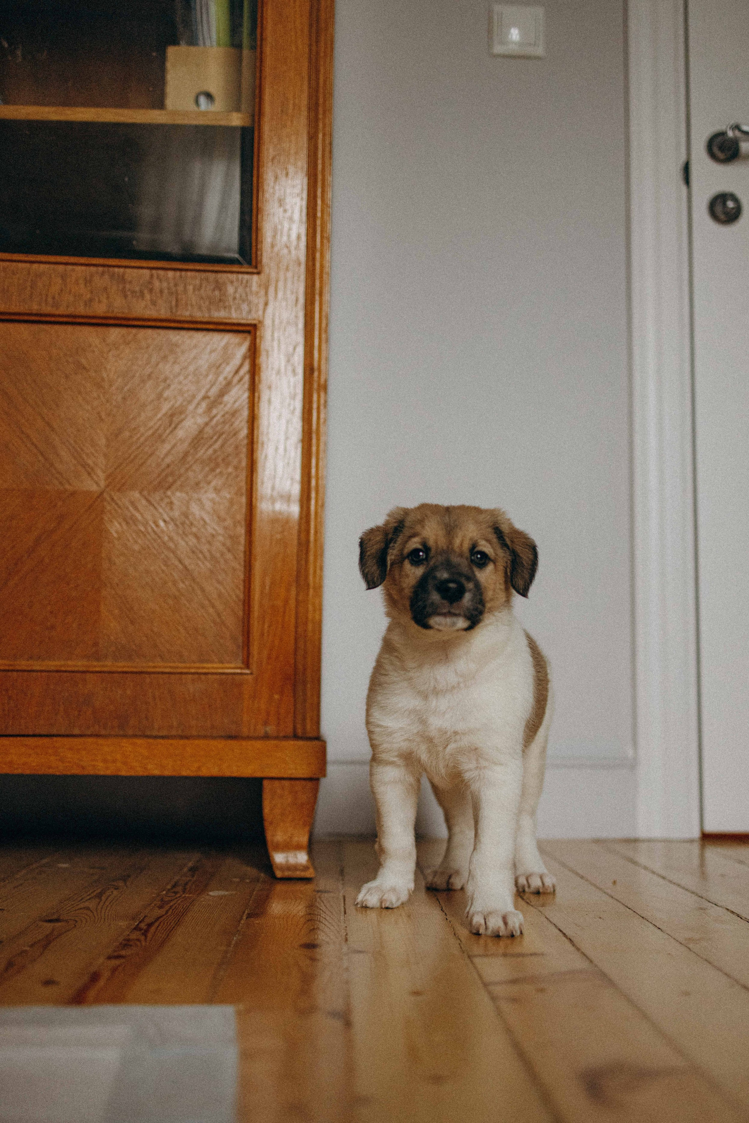 Щеночки. Фотограф-анималист в Москве Лера Черноног