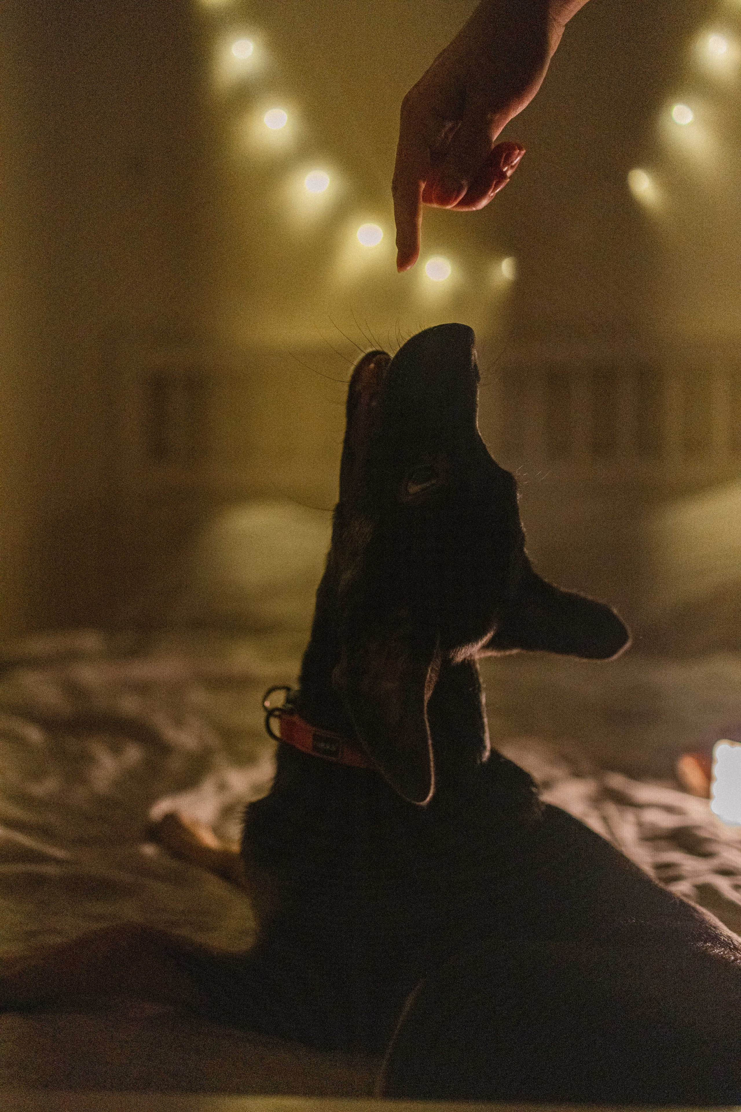 Фотограф-анималист в Москве Лера Черноног