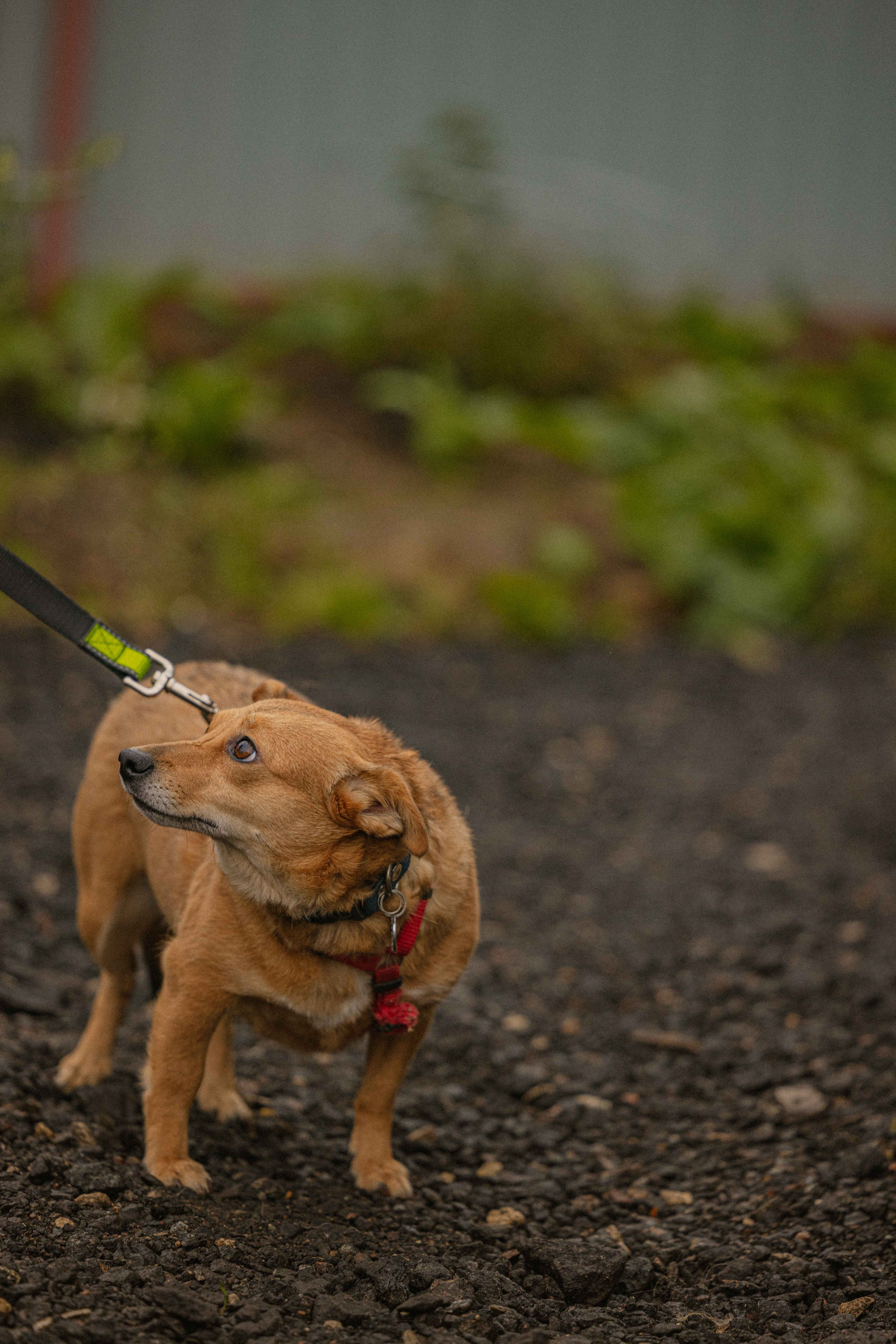 Передержка. Фотограф-анималист в Москве Лера Черноног