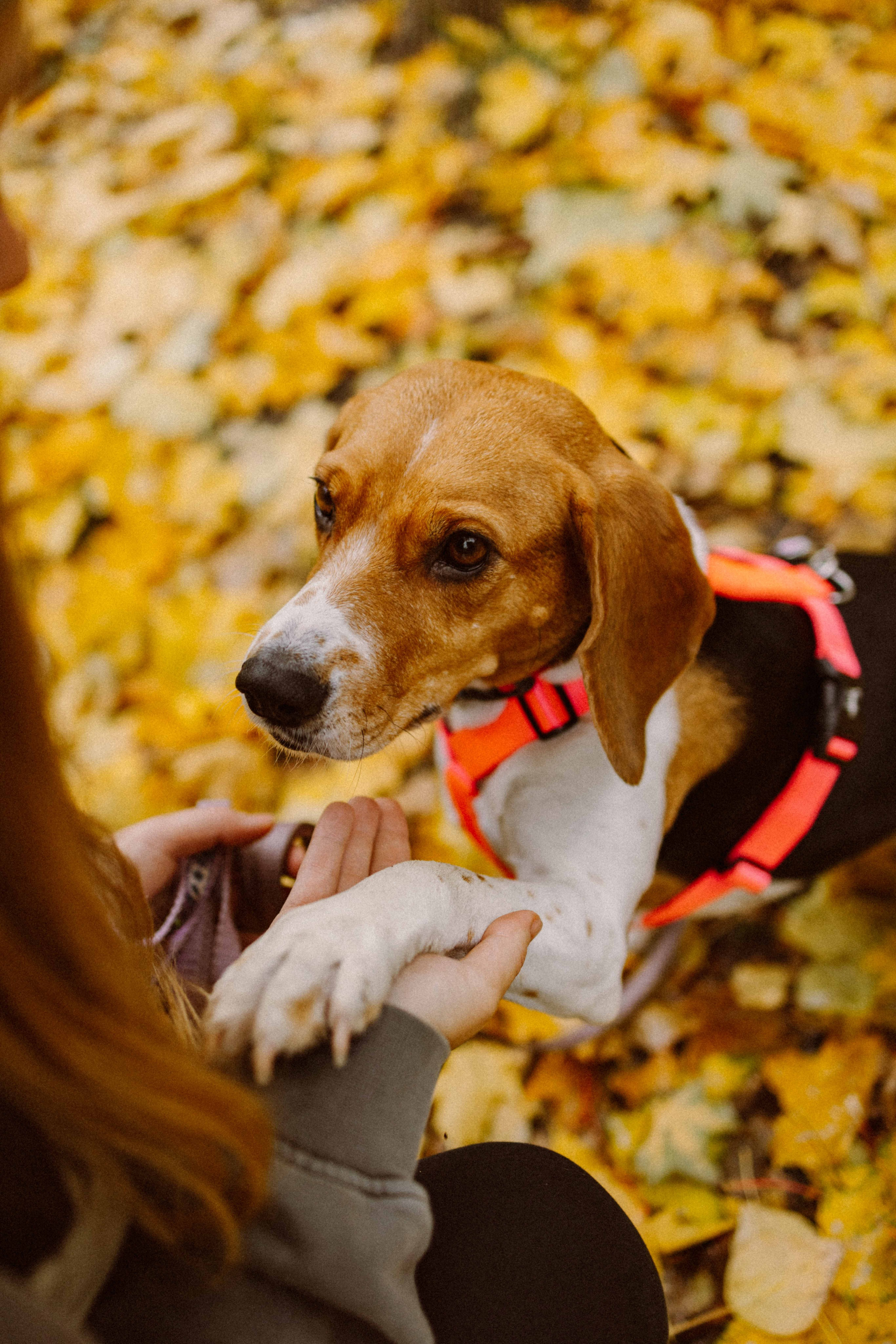 Света и Ива. Фотограф-анималист в Москве Лера Черноног
