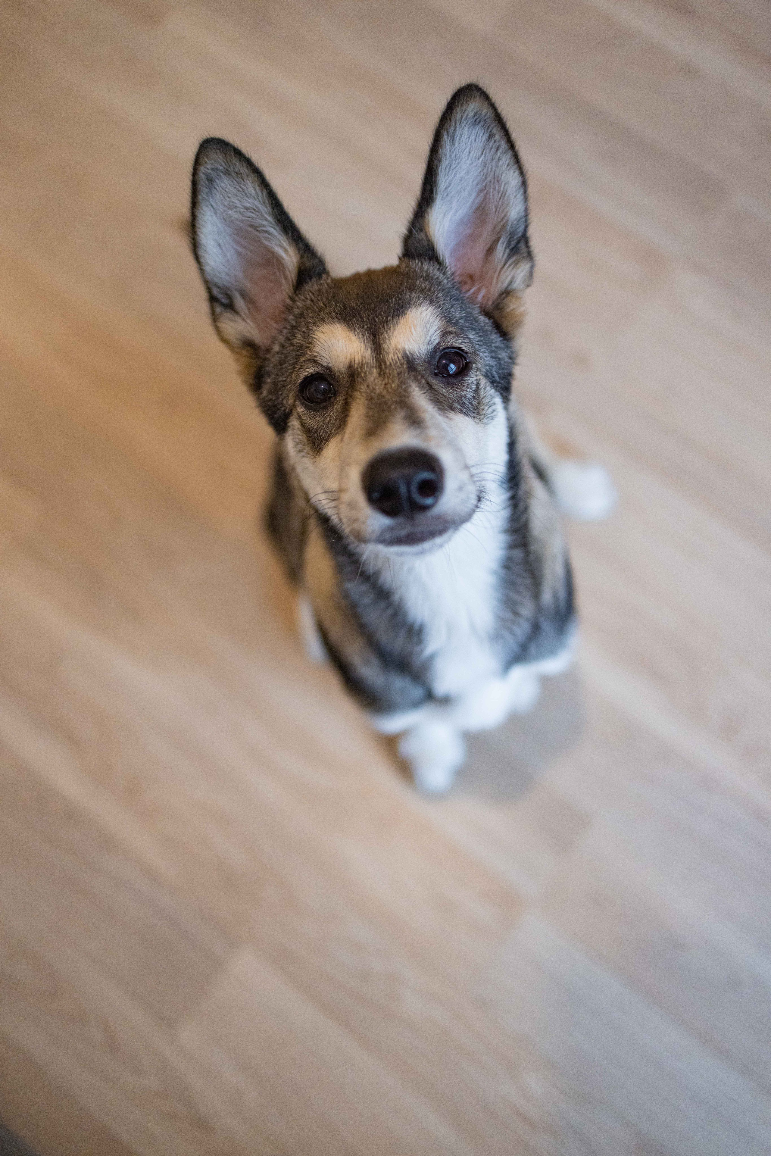 Шами. Фотограф-анималист в Москве Лера Черноног