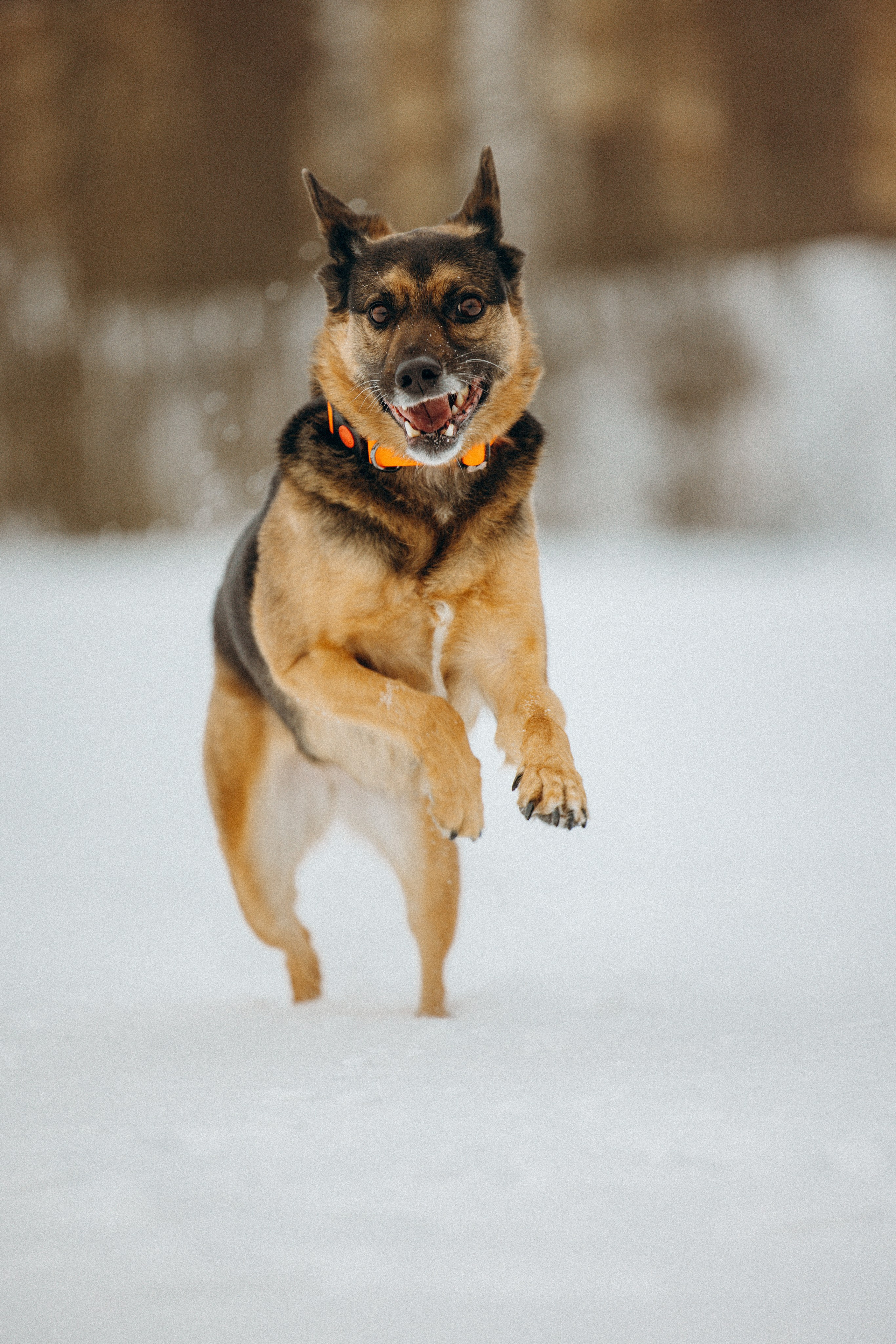 Ника, Матиша и Герда. Фотограф-анималист в Москве Лера Черноног