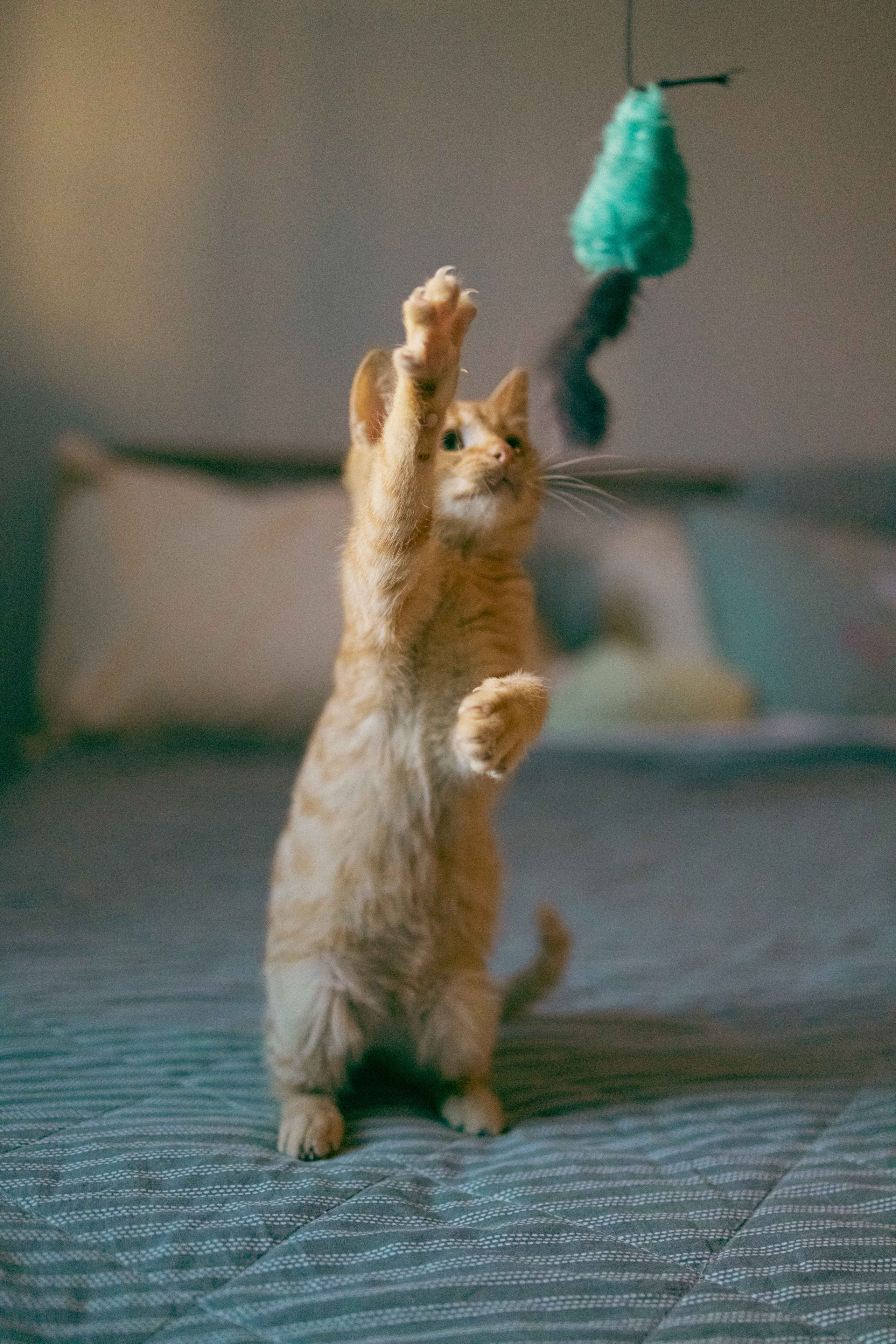 Кускус. Фотограф-анималист в Москве Лера Черноног