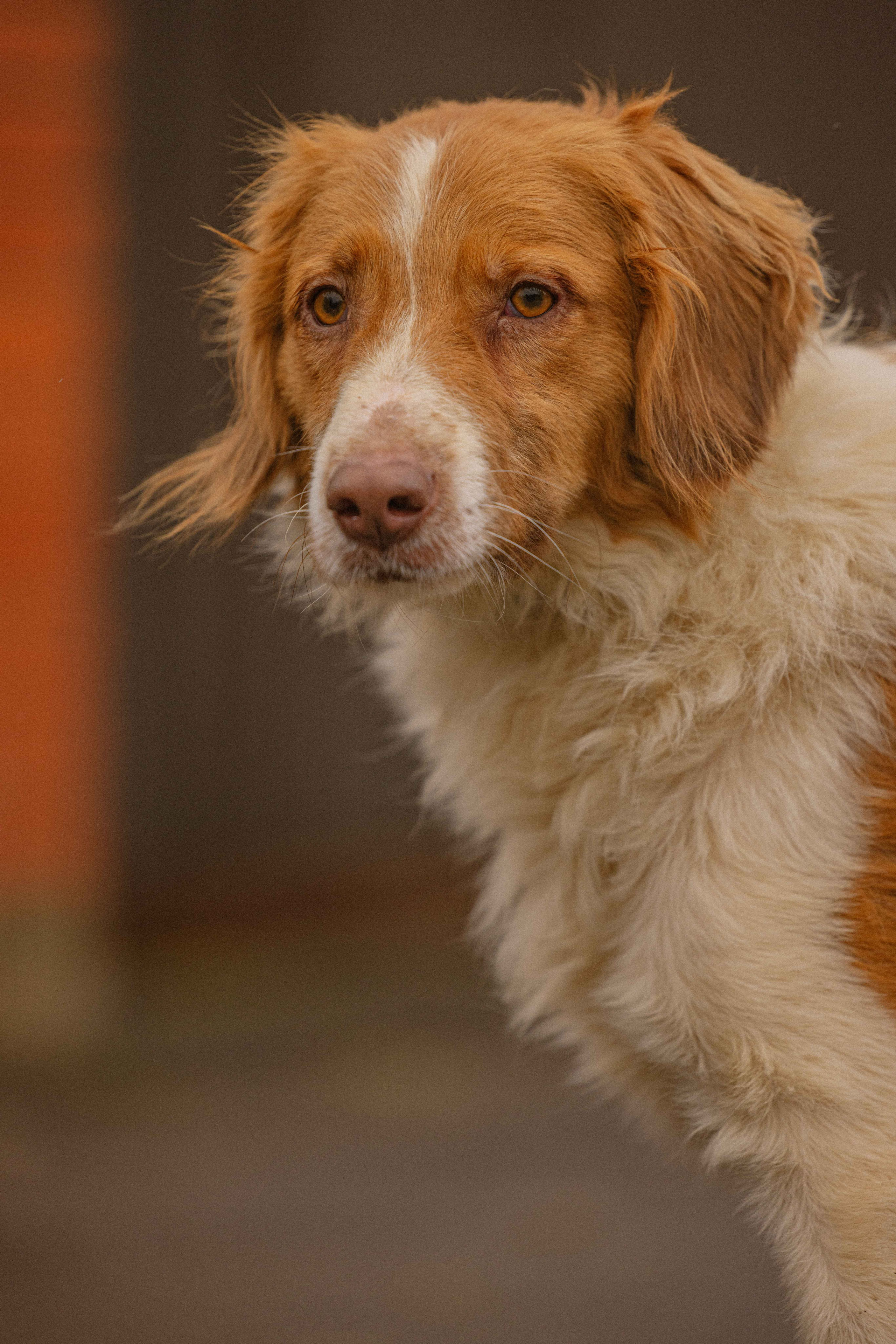 Передержка. Фотограф-анималист в Москве Лера Черноног