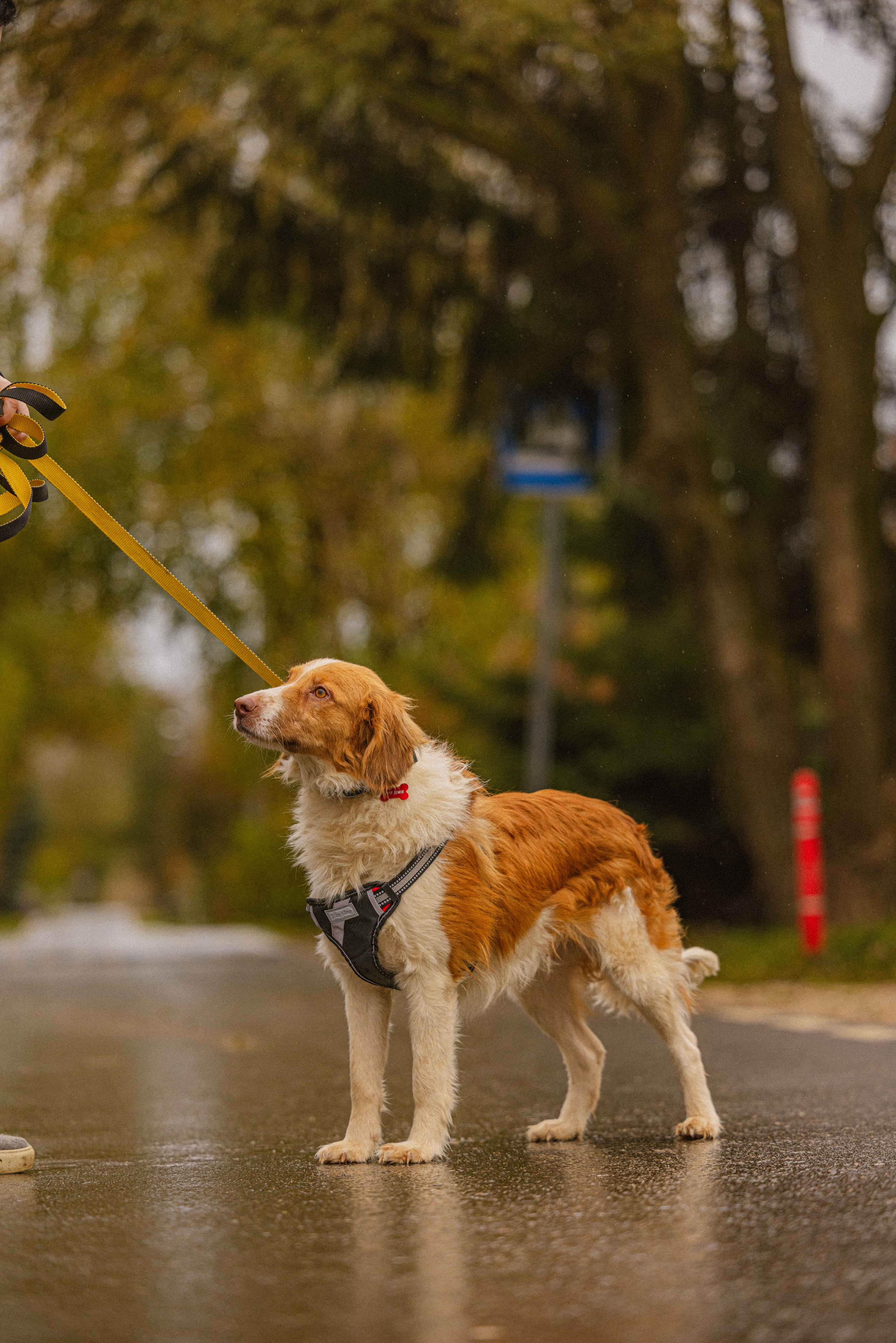 Передержка. Фотограф-анималист в Москве Лера Черноног