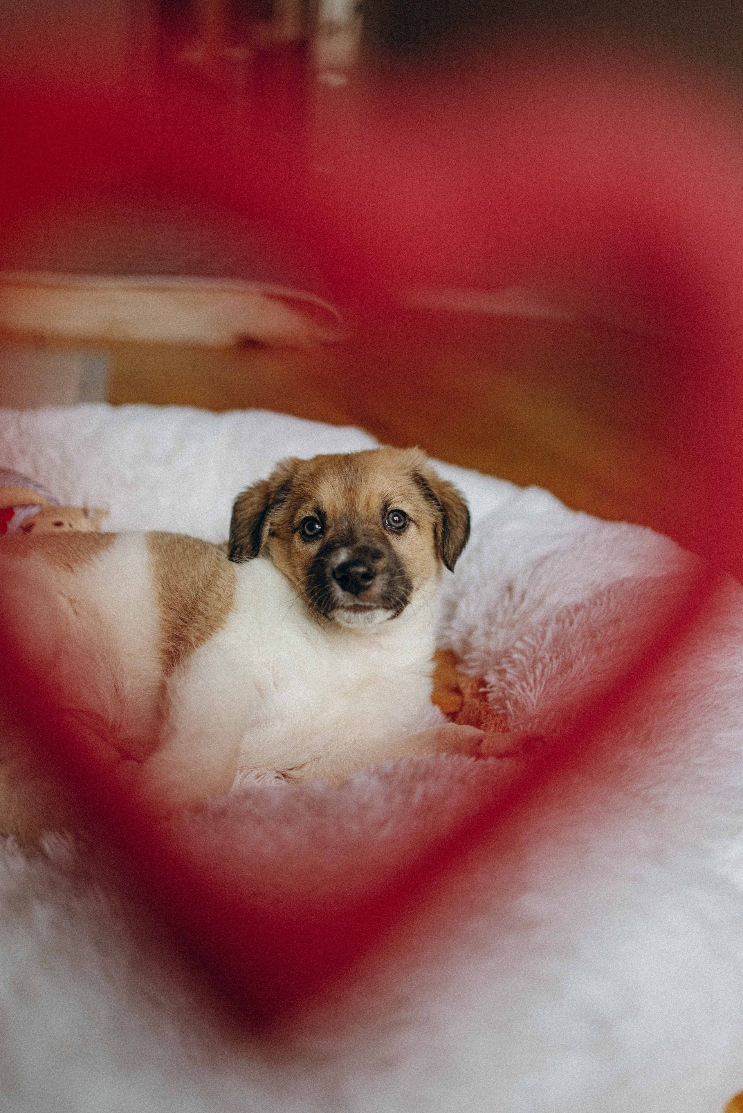 Щеночки. Фотограф-анималист в Москве Лера Черноног