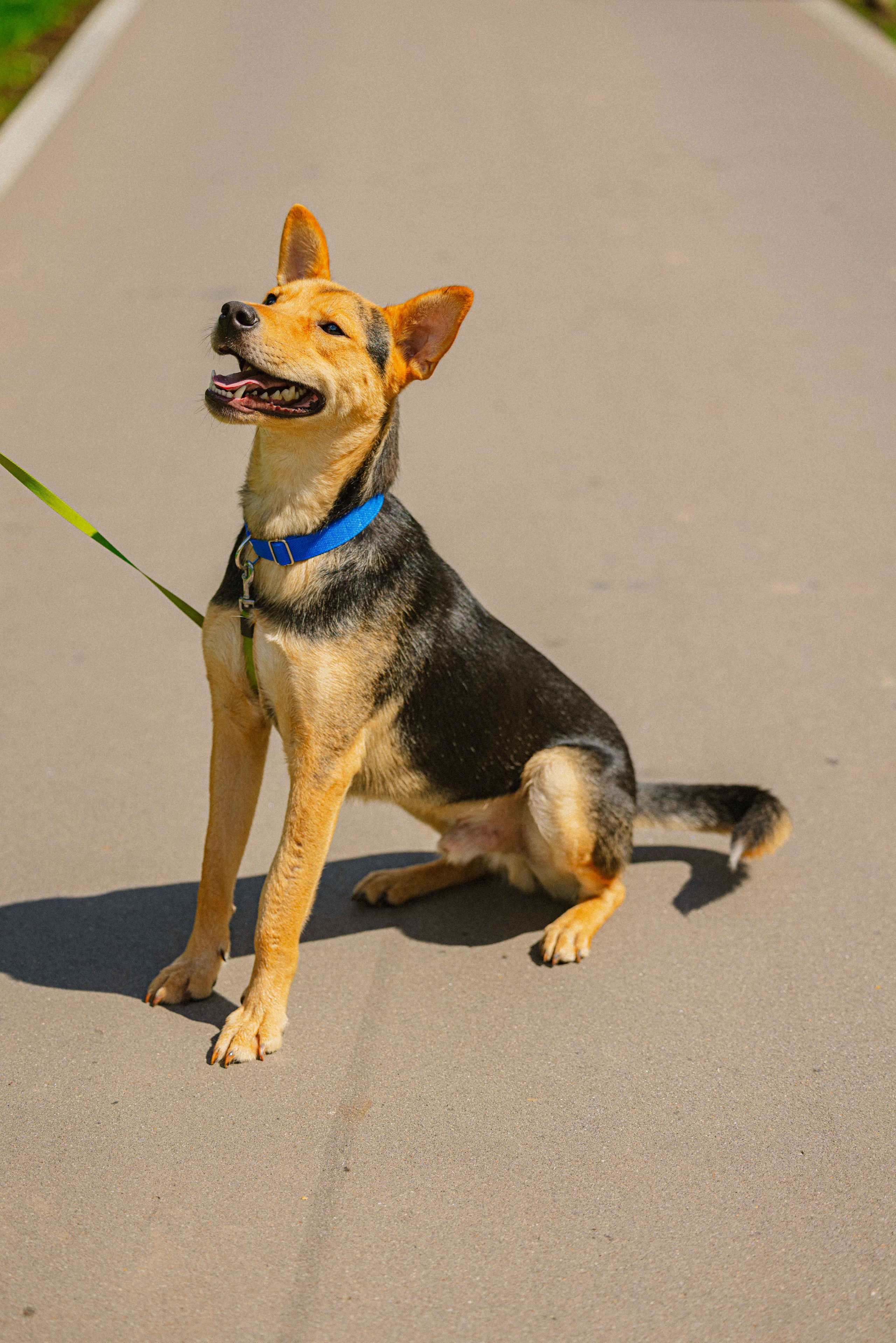 Джеки. Фотограф-анималист в Москве Лера Черноног
