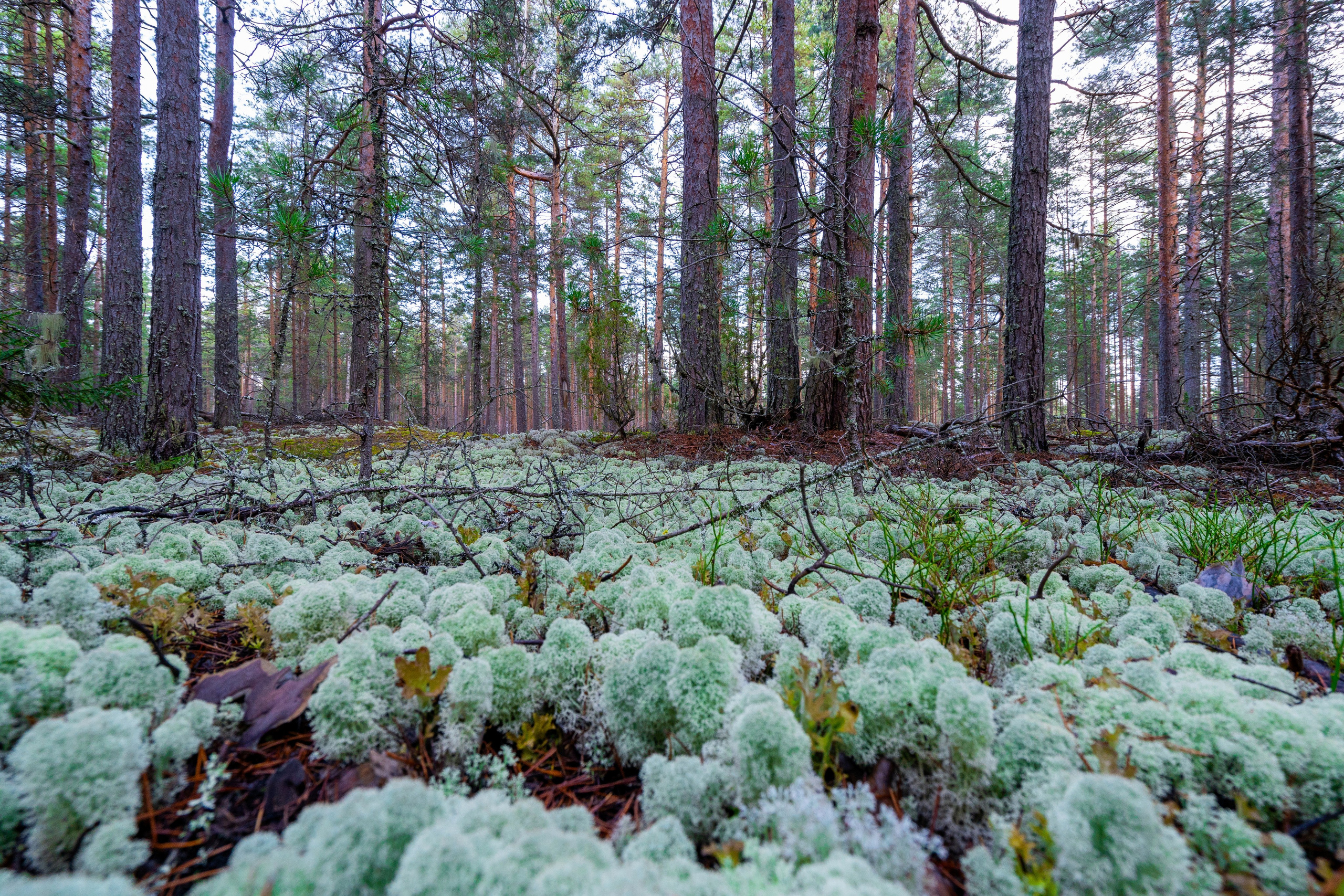 Творчество фотографа Евгения Расторгуева. Интерьерный фотограф Евгений Расторгуев