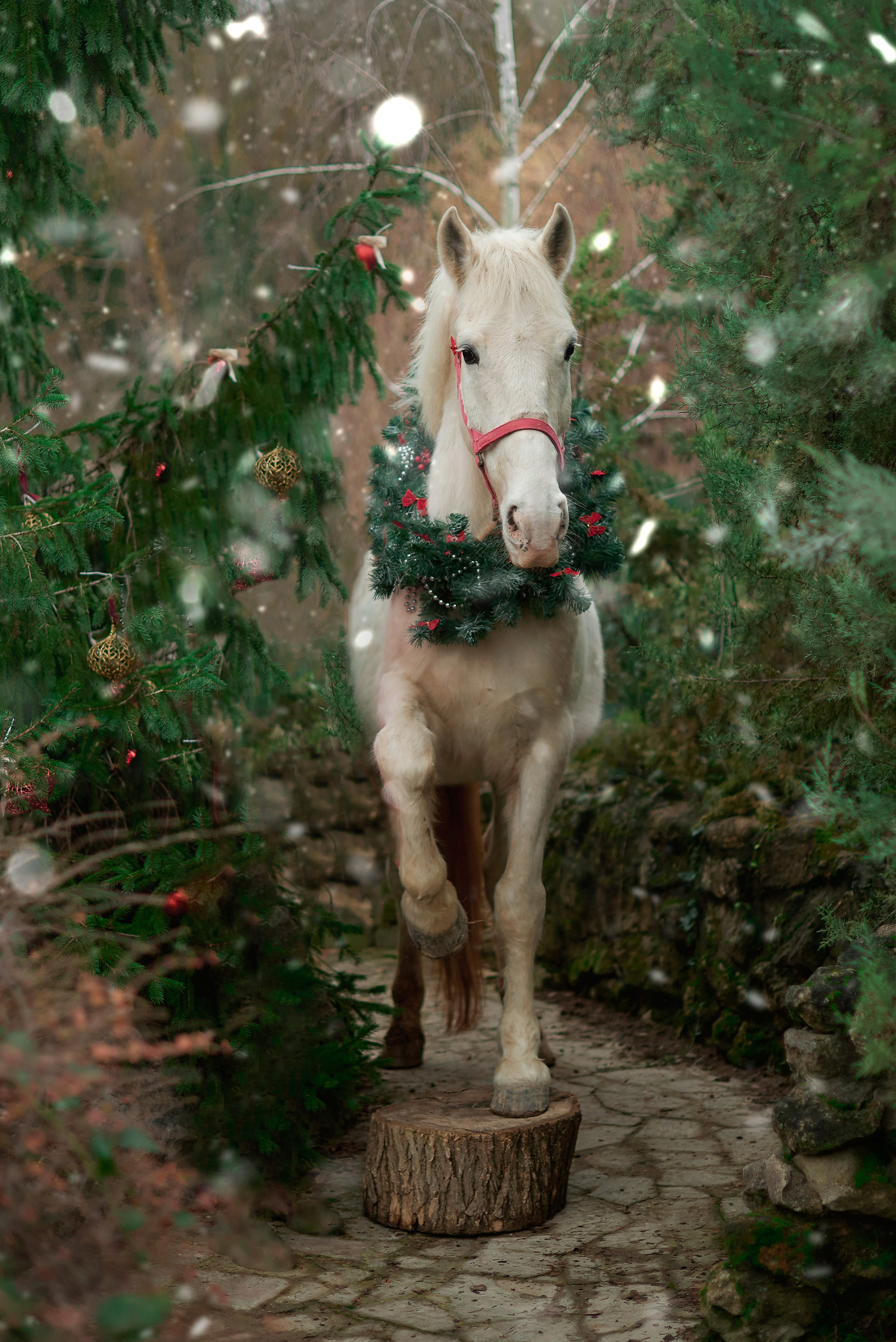 Диана, Гром и Мандаринка. Фотограф в Севастополе