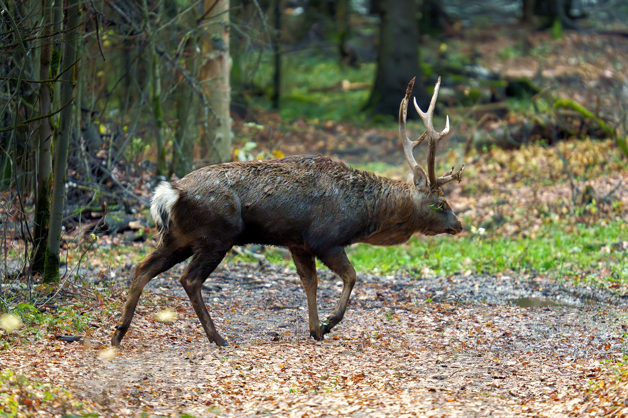 Животные. Ваш личный фотограф Марина Волкова