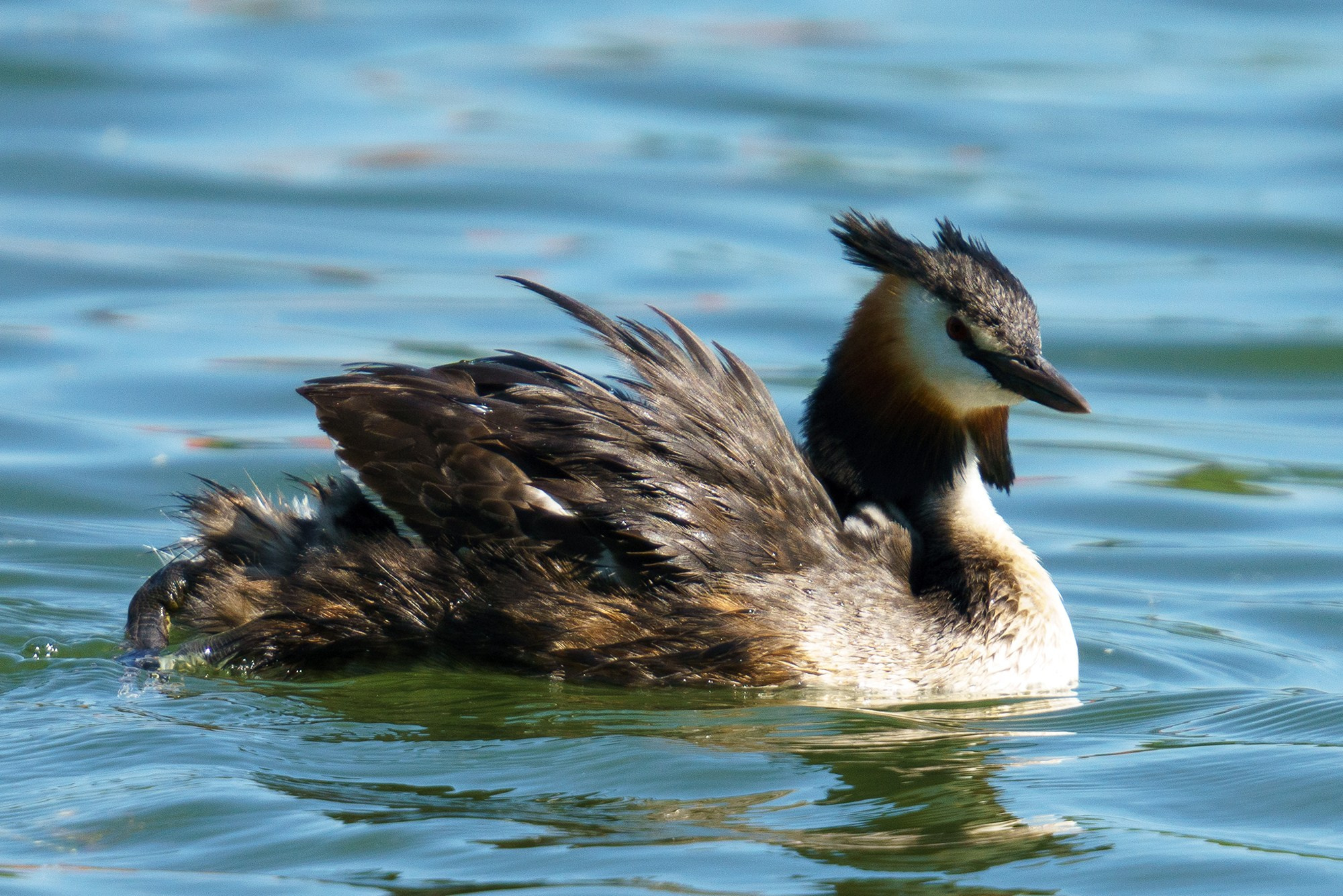 Удивительные мир птиц. Вокруг нас столько прекрасного — присмотритесь!. Ваш личный фотограф Марина Волкова