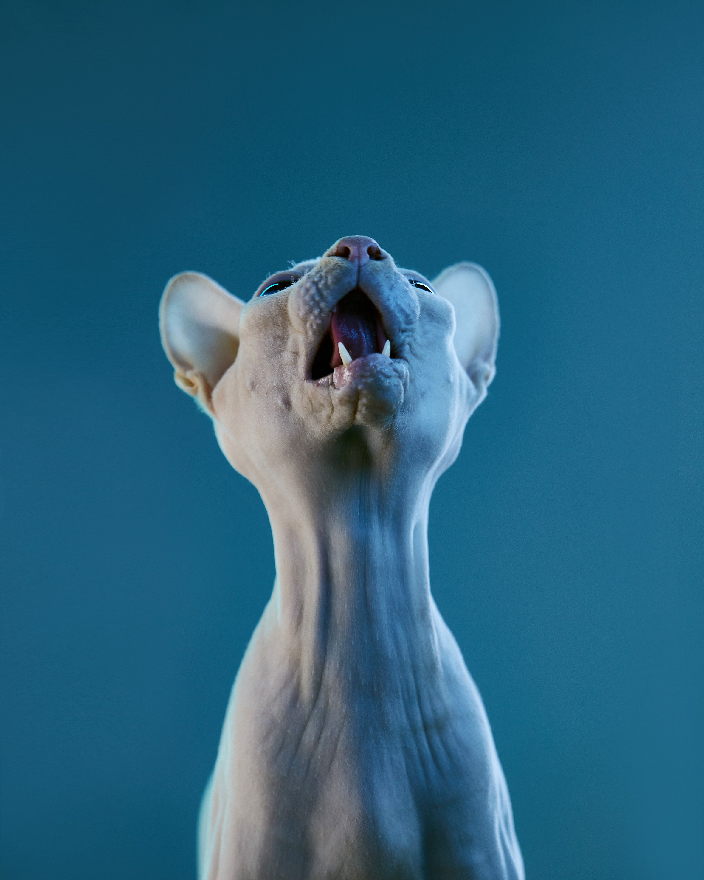 Другие животные. Pets Photography / Фотограф Собак
