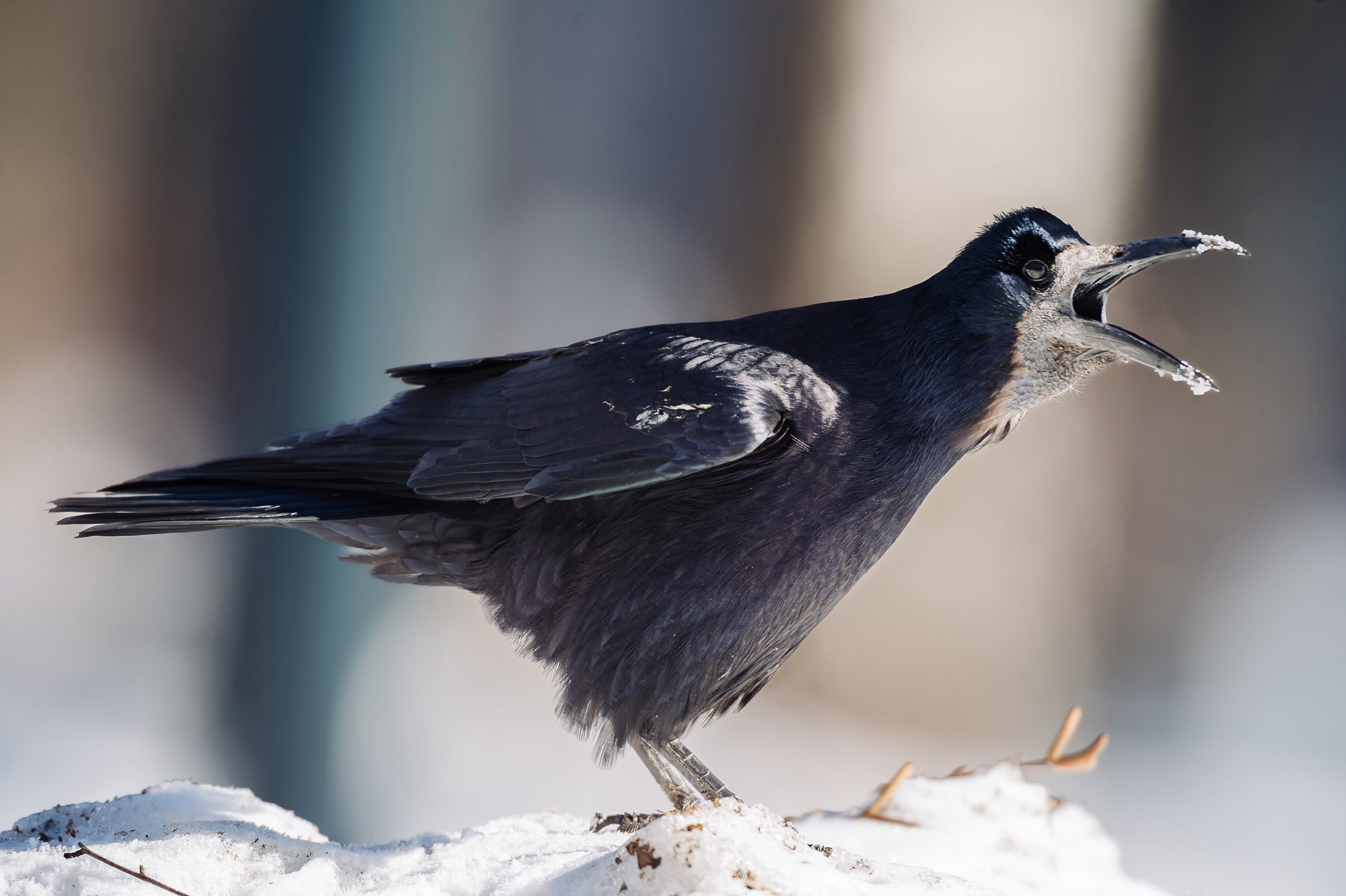 Птицы. Спортивный фотограф в Уфе Евгений Буров
